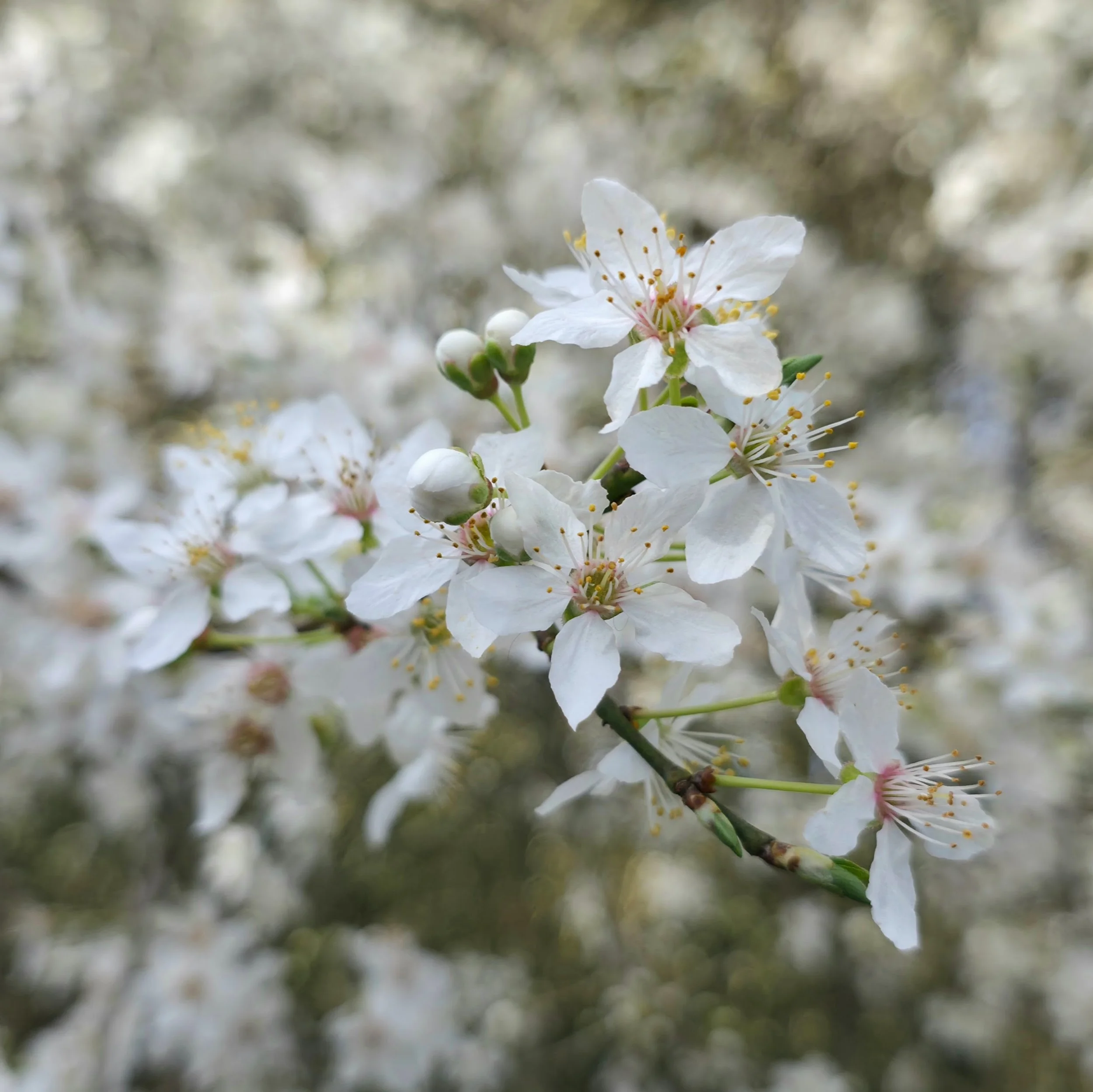 Rooted Chippenham Community Tree Nursery - Cherry Plum