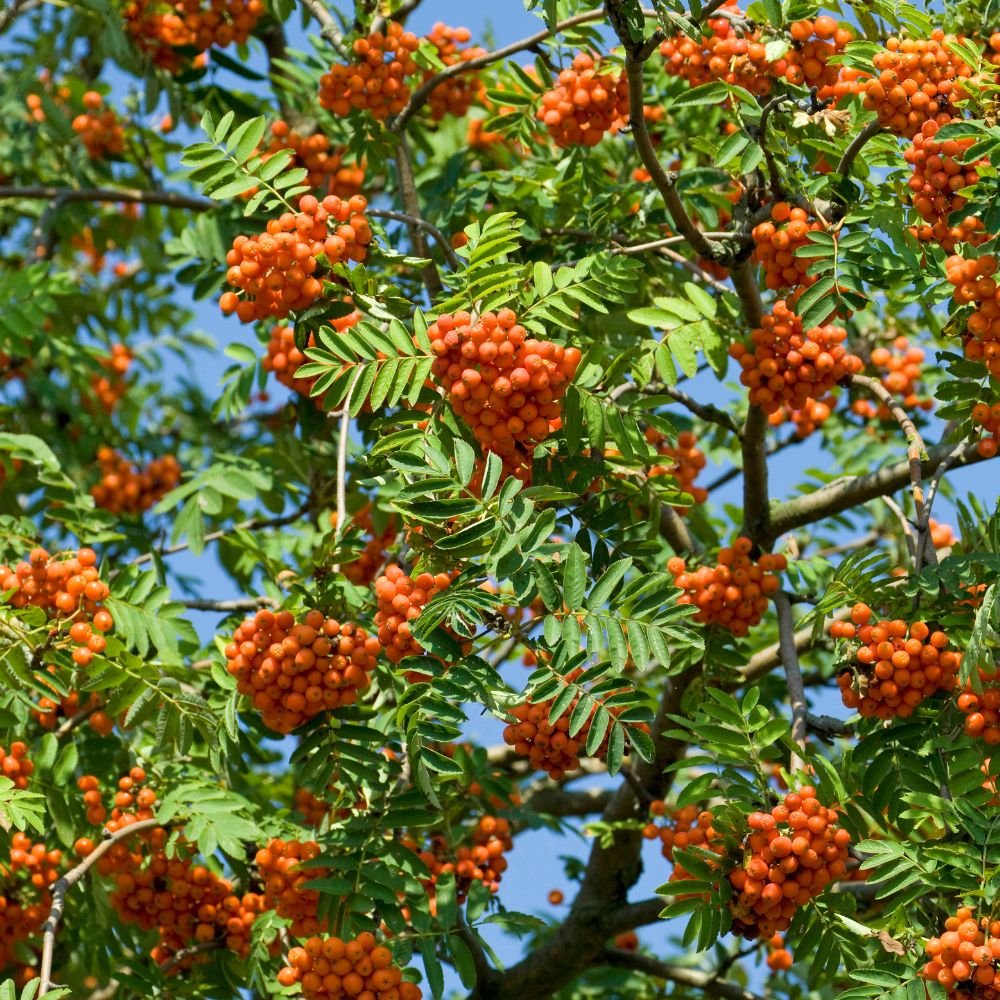 Rooted Chippenham Community Tree Nursery - Rowan