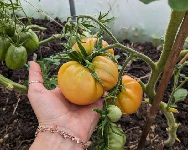 Rooted Chippenham community garden tomatoes