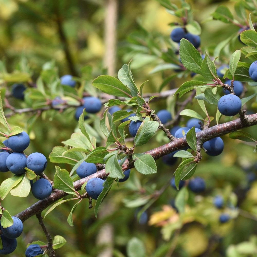 Rooted Chippenham Community Tree Nursery - Blackthorn