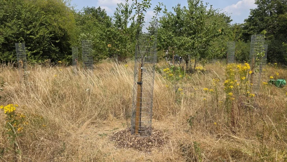 Lord Mead community orchard