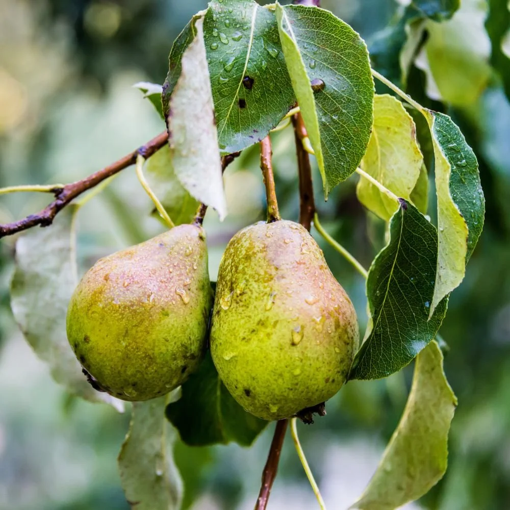 Rooted Chippenham Community Tree Nursery - Wild Pear