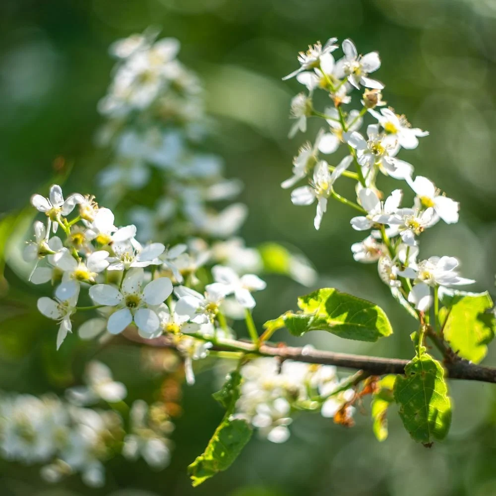 Rooted Chippenham Community Tree Nursery - Bird Cherry Nursery