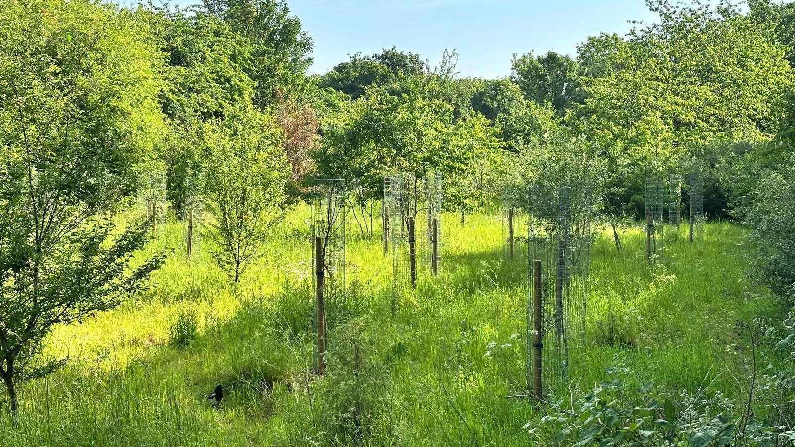 Rooted Chippenham Lords Mead community orchard