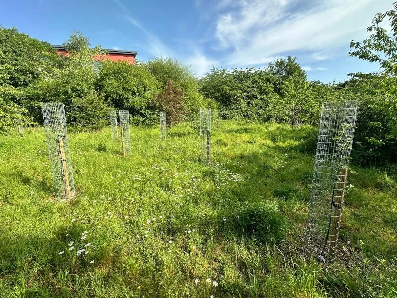 Rooted Chippenham Lords Mead community orchard