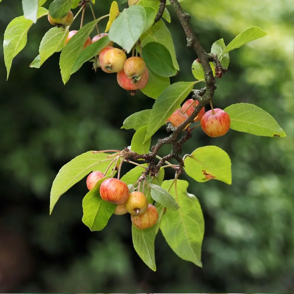 Rooted Chippenham Community Tree Nursery - Crab Apple