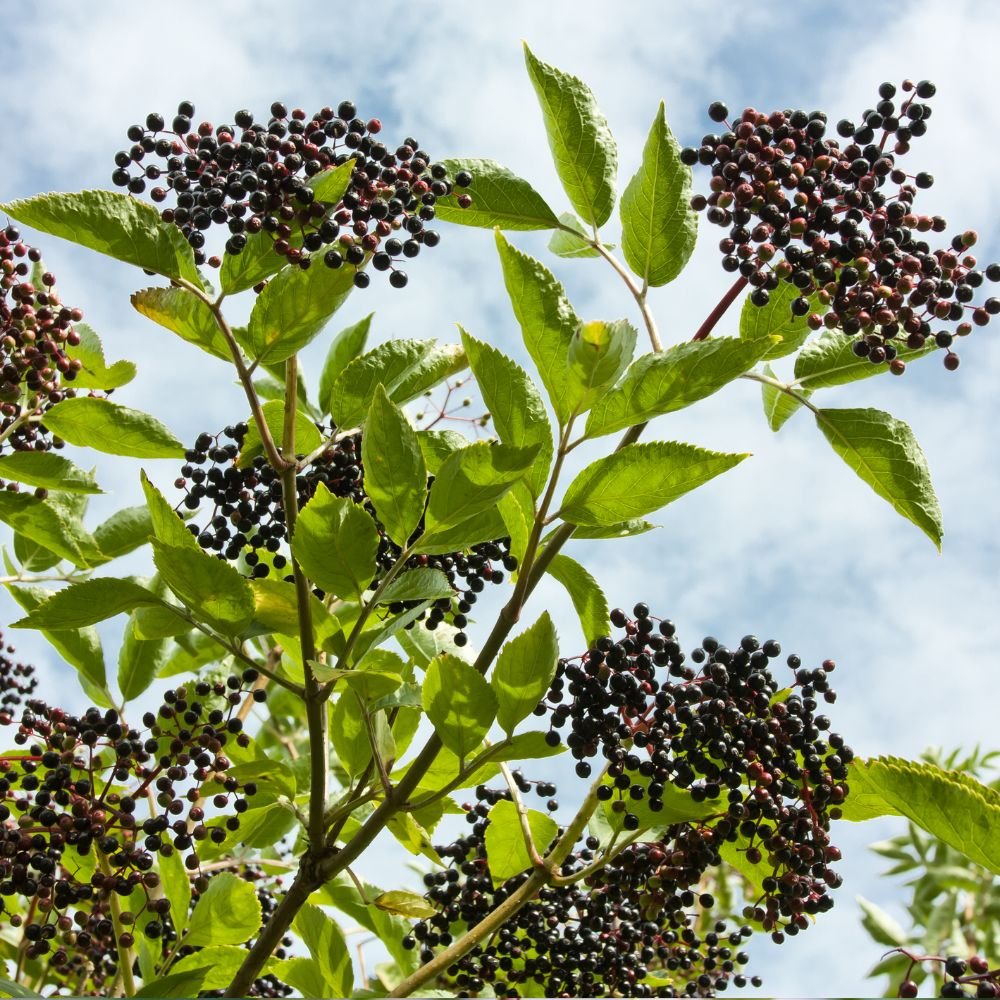 Rooted Chippenham Community Tree Nursery - Elder