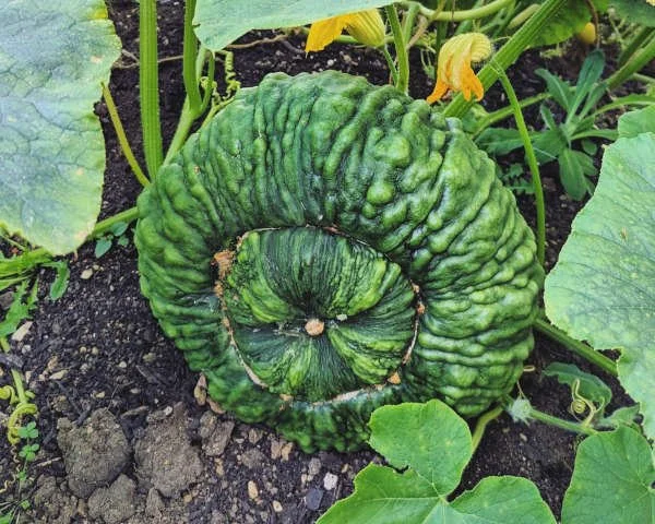 Rooted Chippenham community garden vegetables