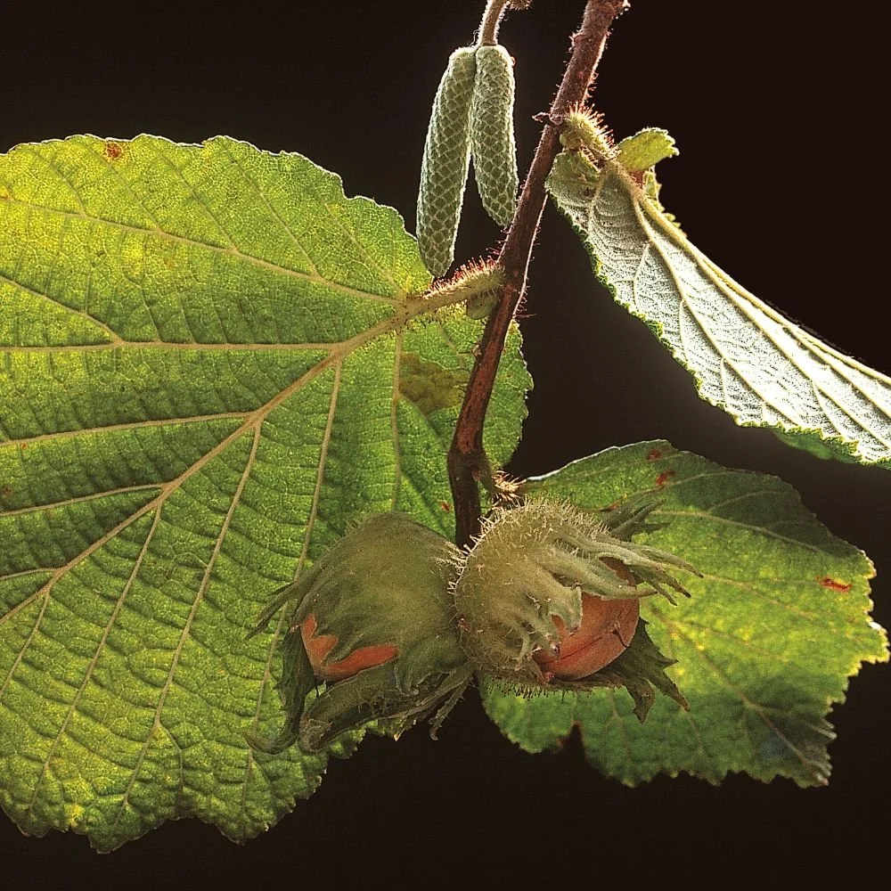 Rooted Chippenham Community Tree Nursery - Hazel