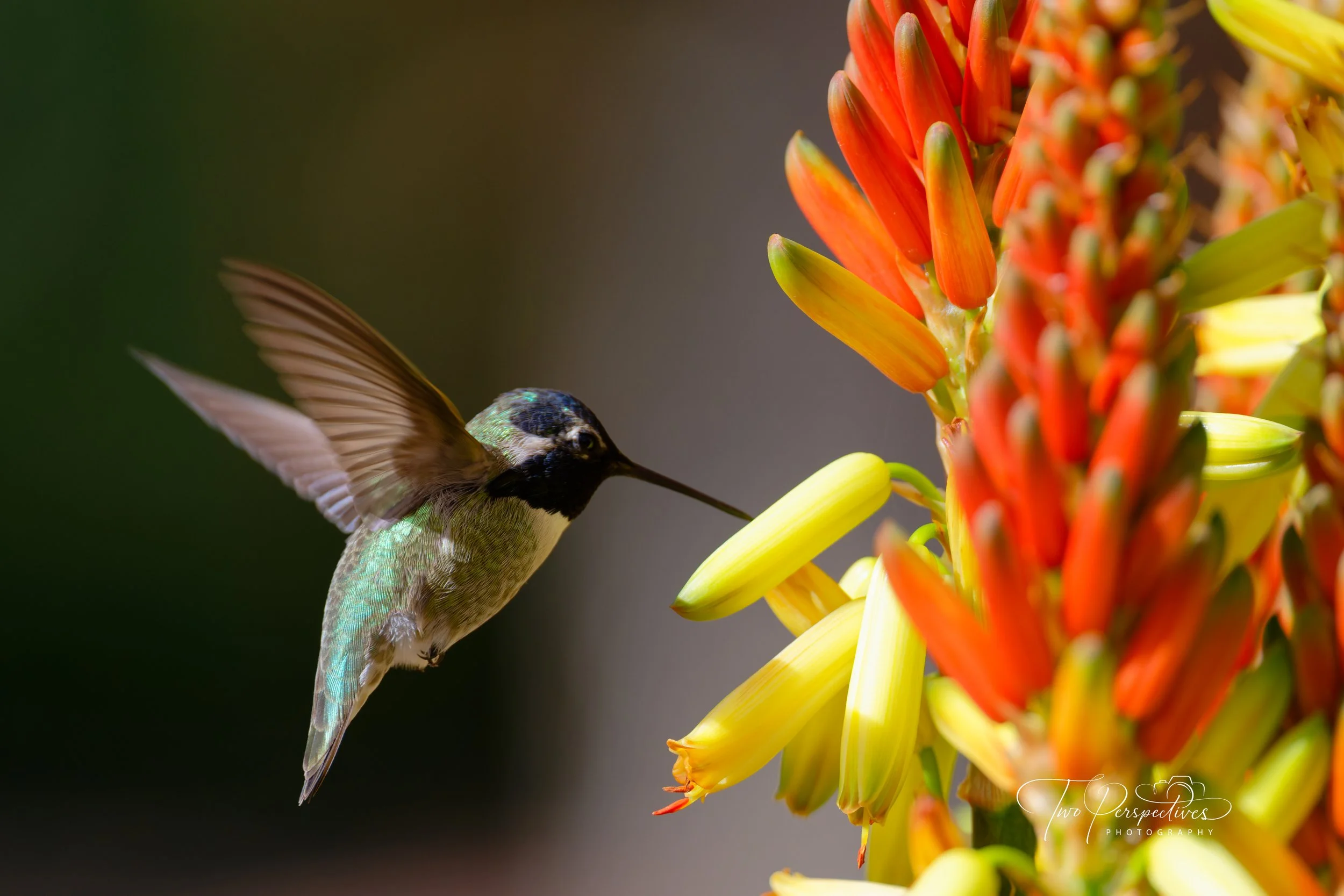 Male Costa's Hummingbird.jpg