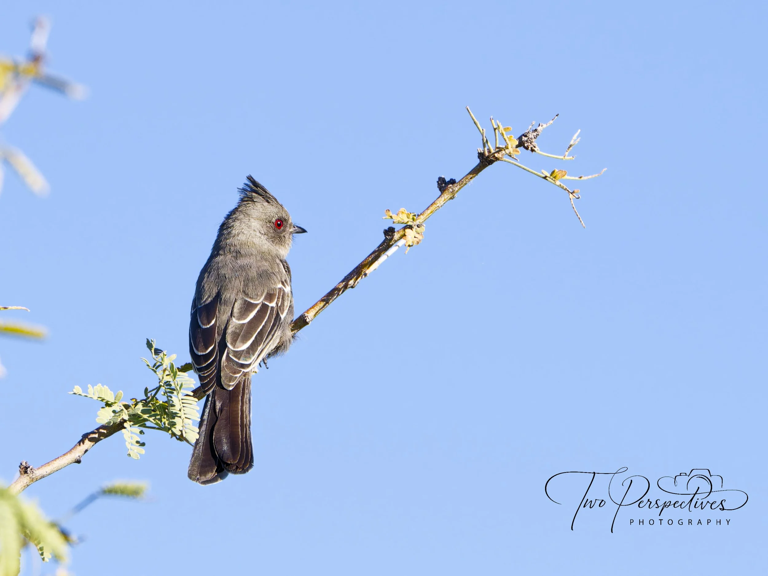 Female Phainopepla.jpg