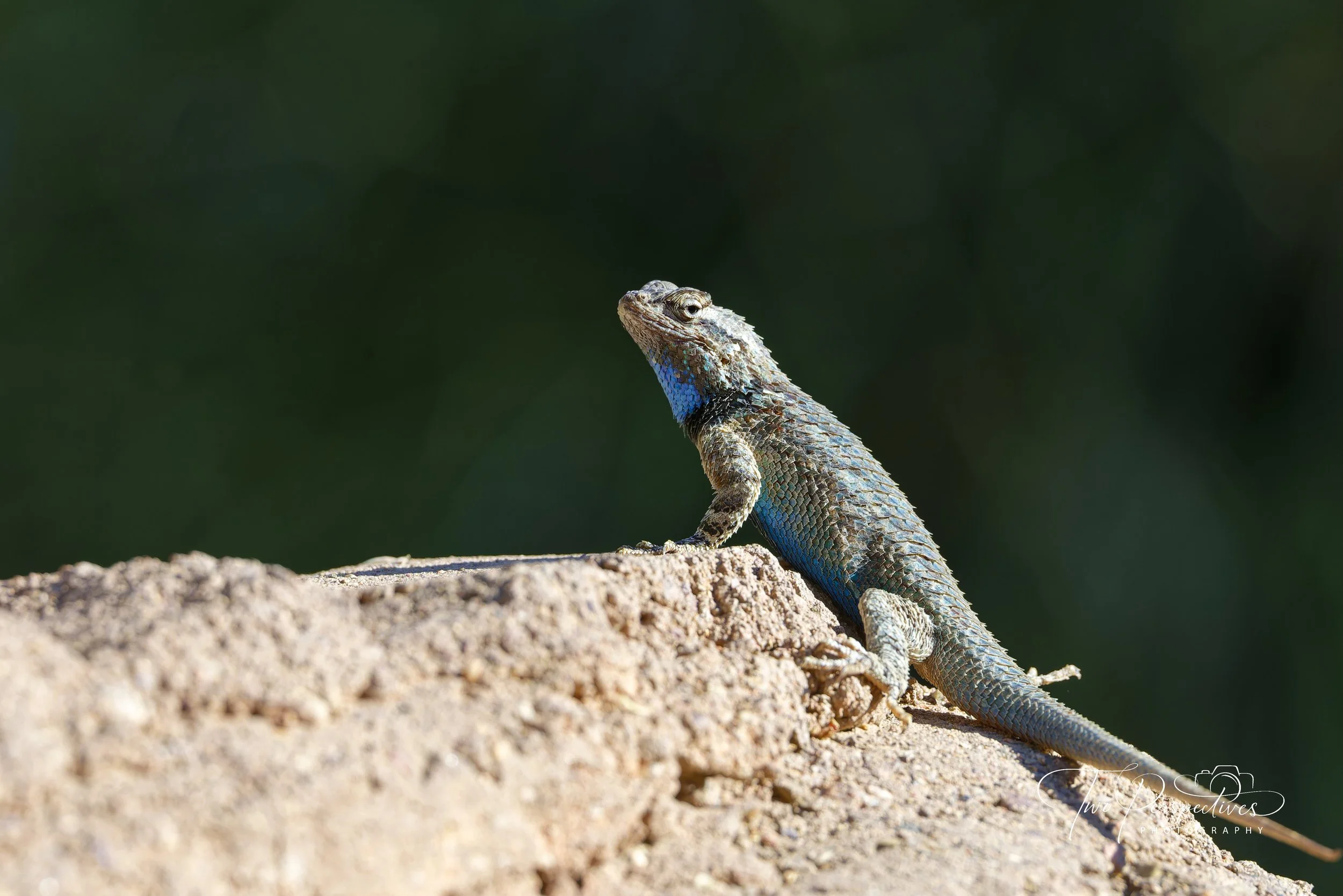 Western Fence Lizard.jpg