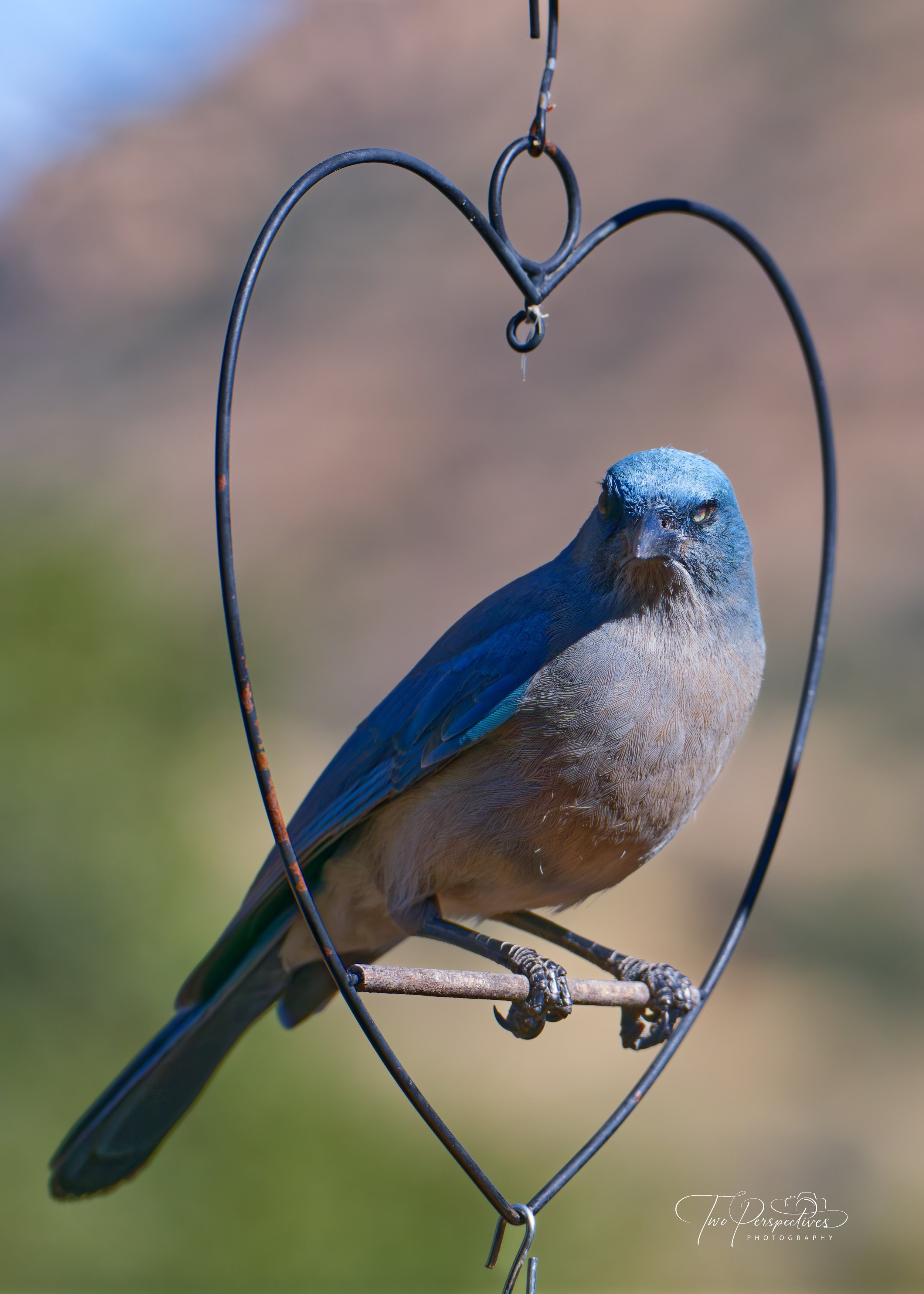 Mexican Jay.jpg