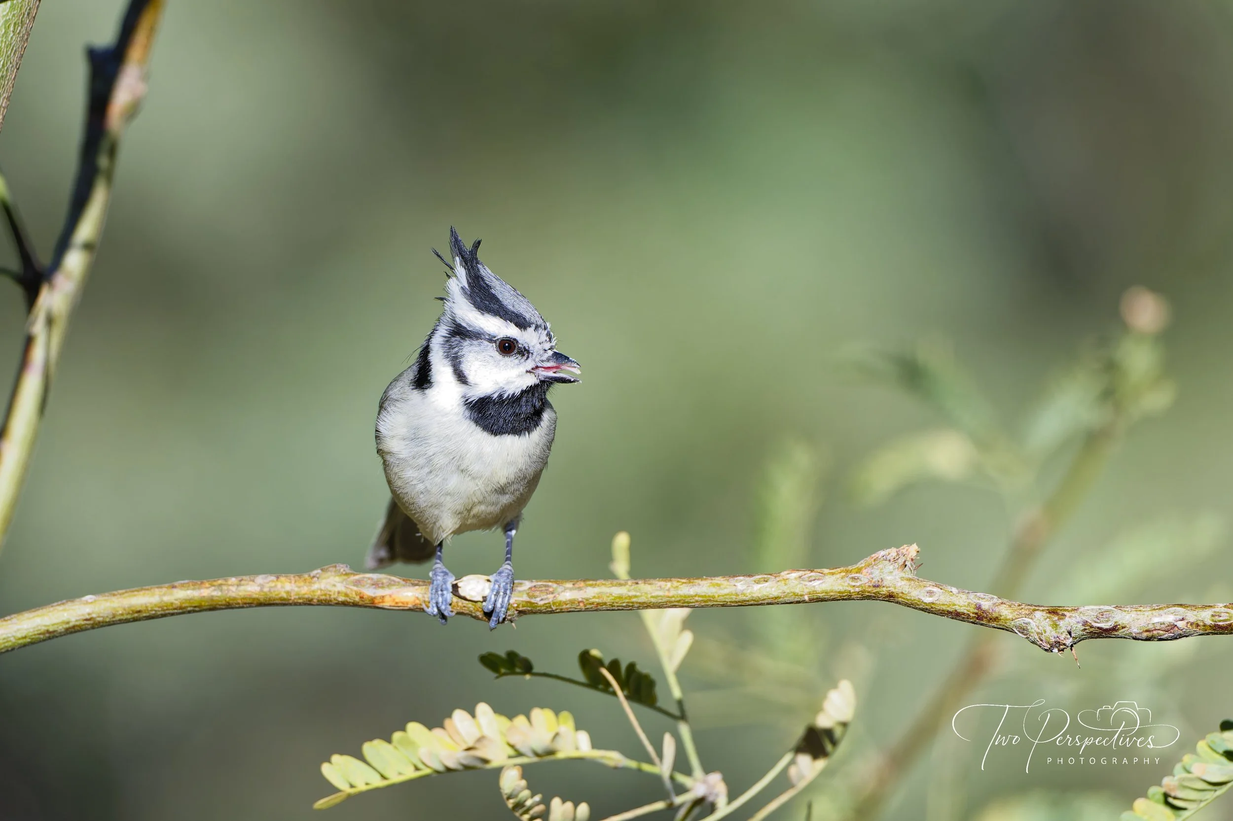 Bridled Titmouse 2.jpg