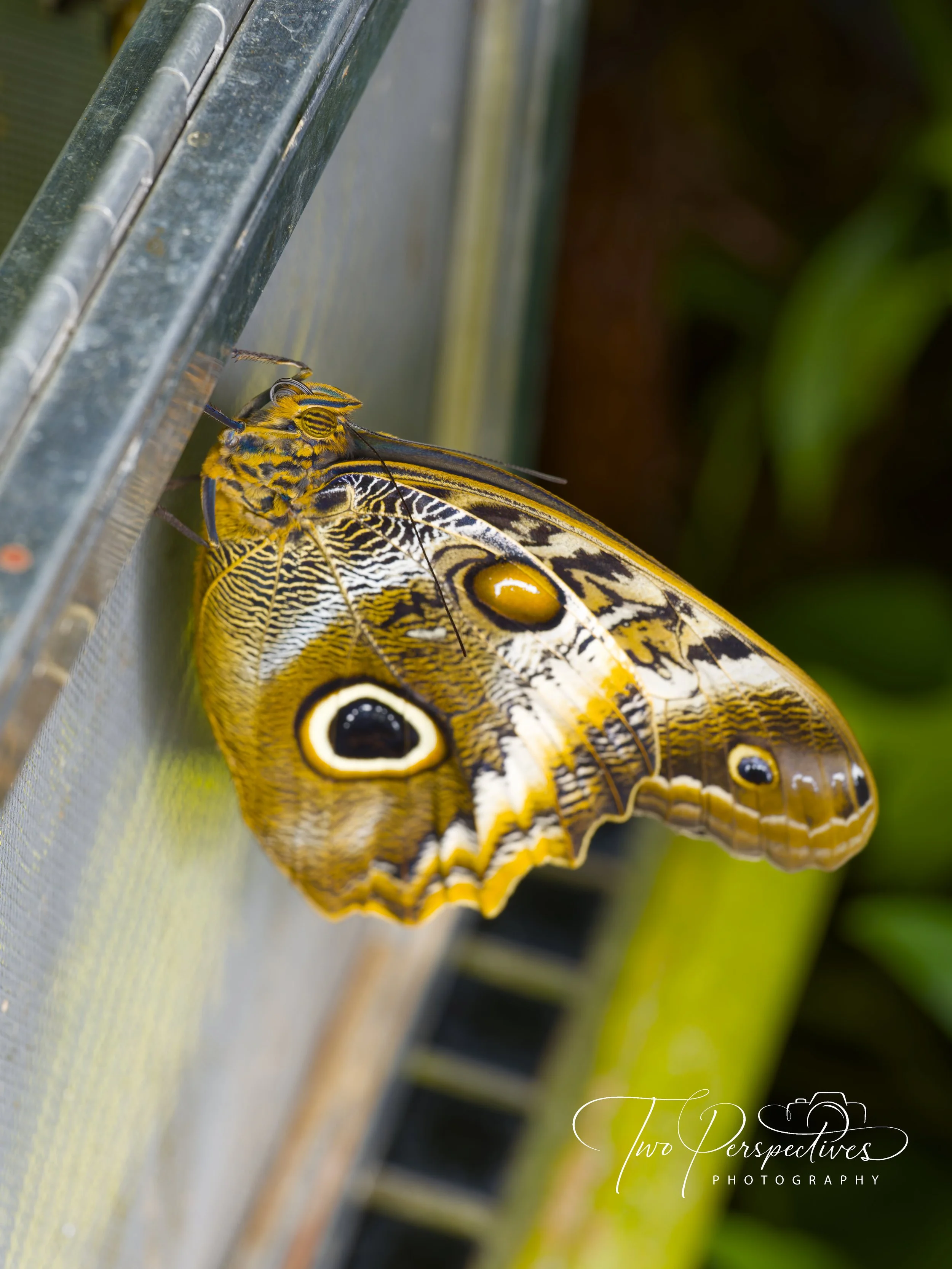 Magnificent Owl Butterfly.jpg