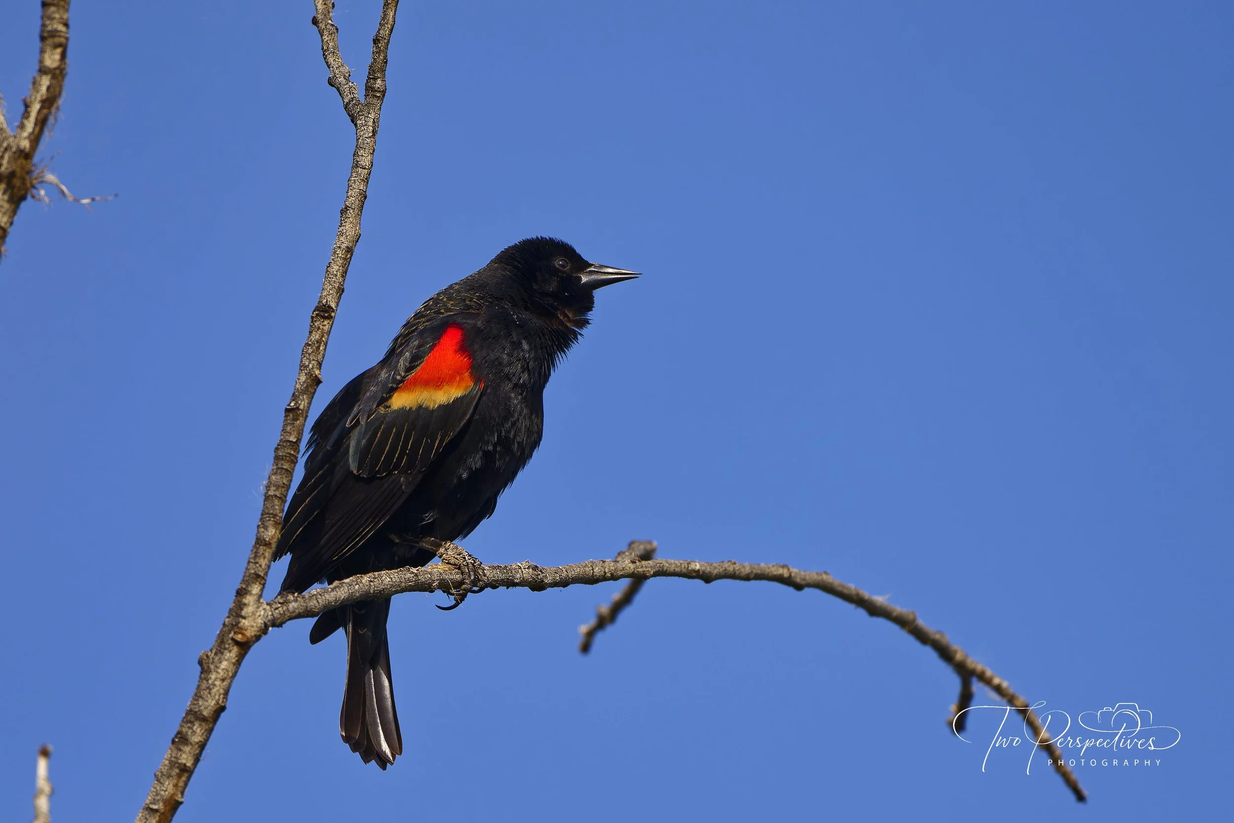 Male Red-winged Blackbird.jpg