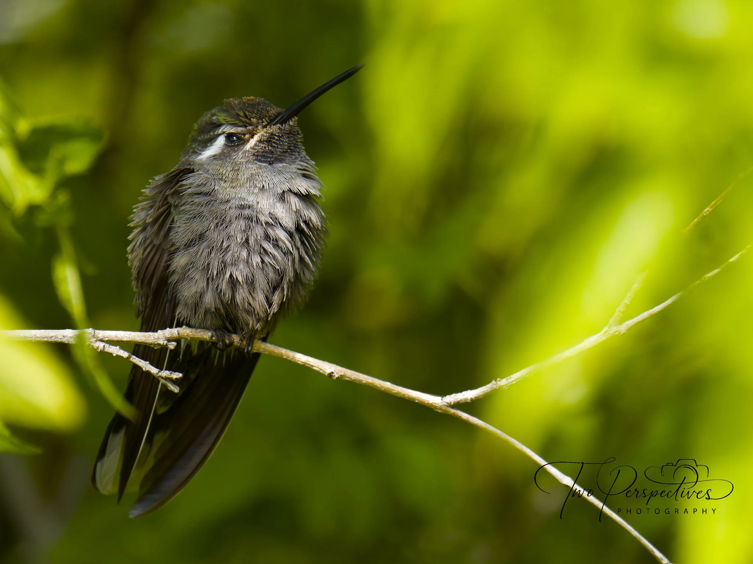 Blue-throated Mountain-gem Hummingbird.jpg