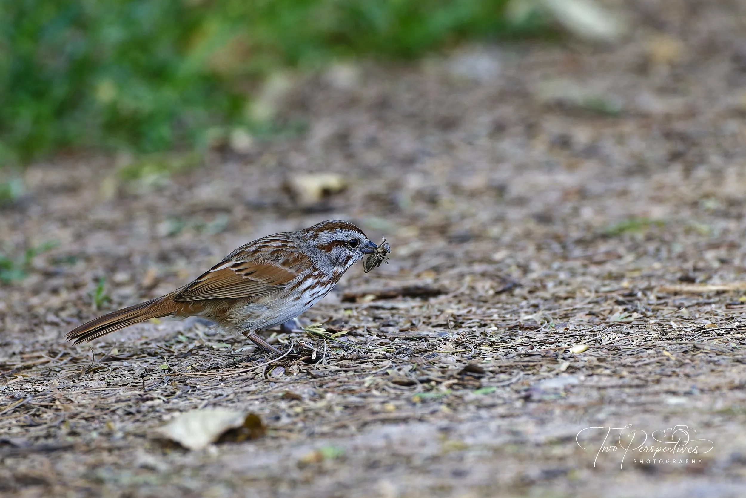 Song Sparrow.jpg