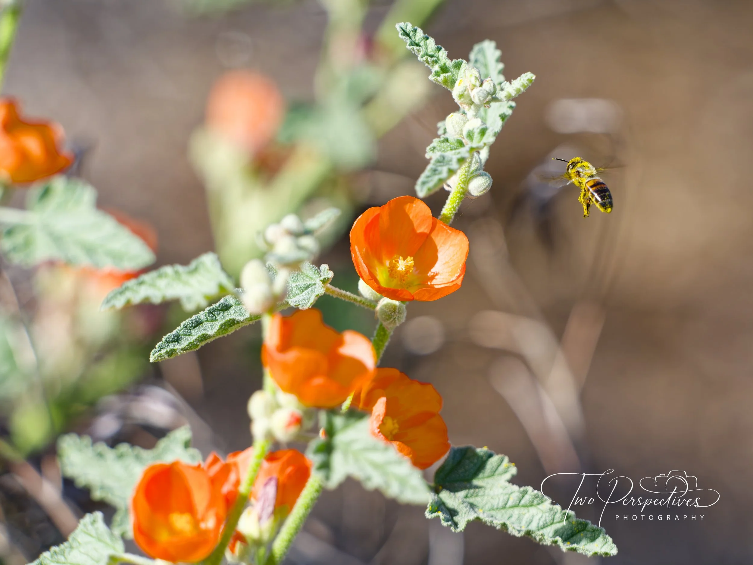 Western Honey Bee and a Desert Globemallow.jpg