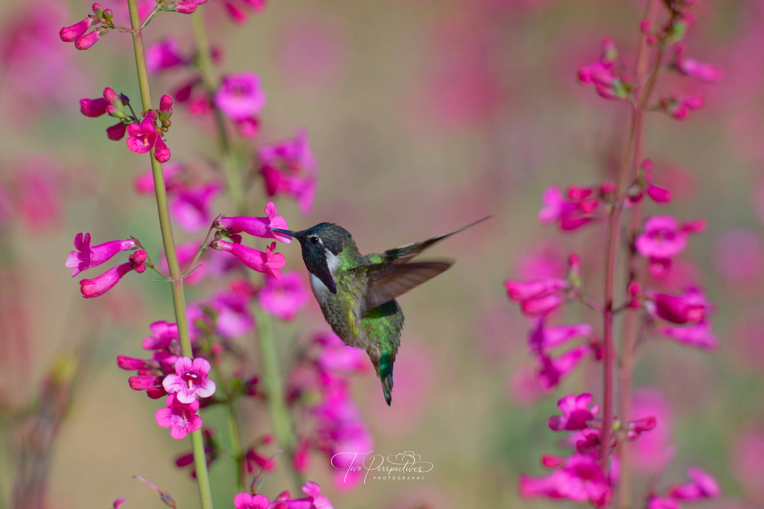 Male Costa's Hummingbird