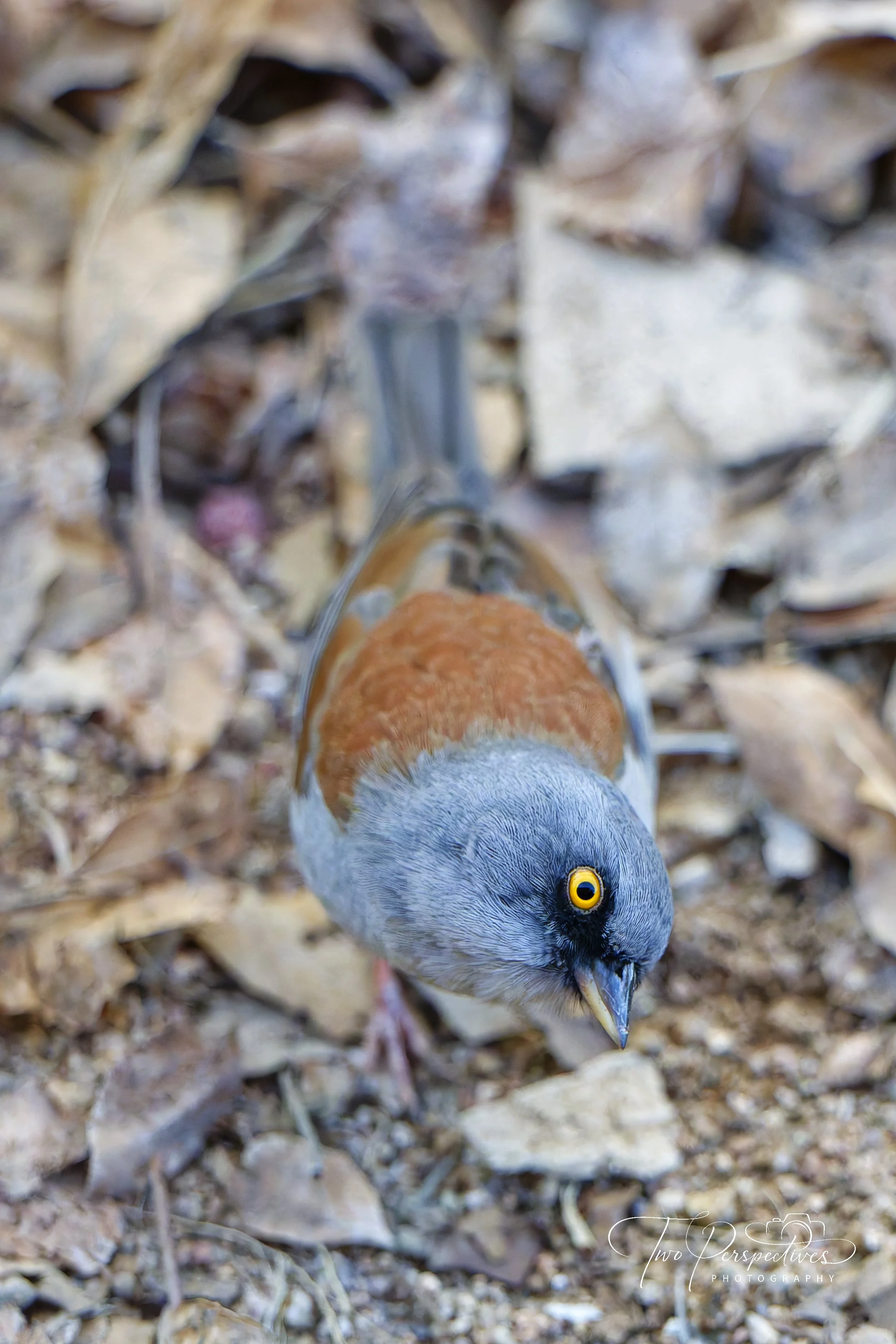 Yellow-eyed Junco.jpg
