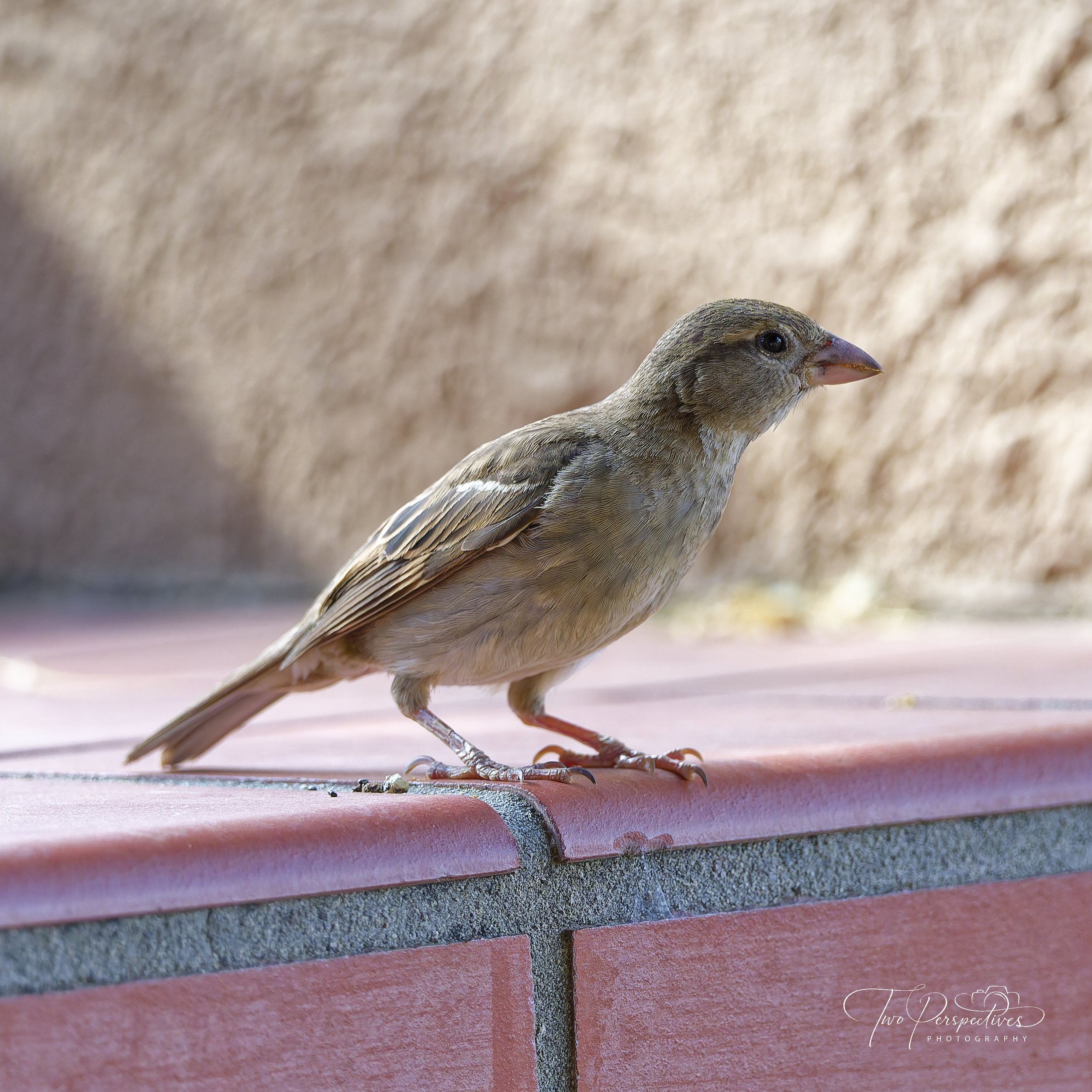 Whose Yard Is It, Anyway? Finding Harmony with Desert Wildlife