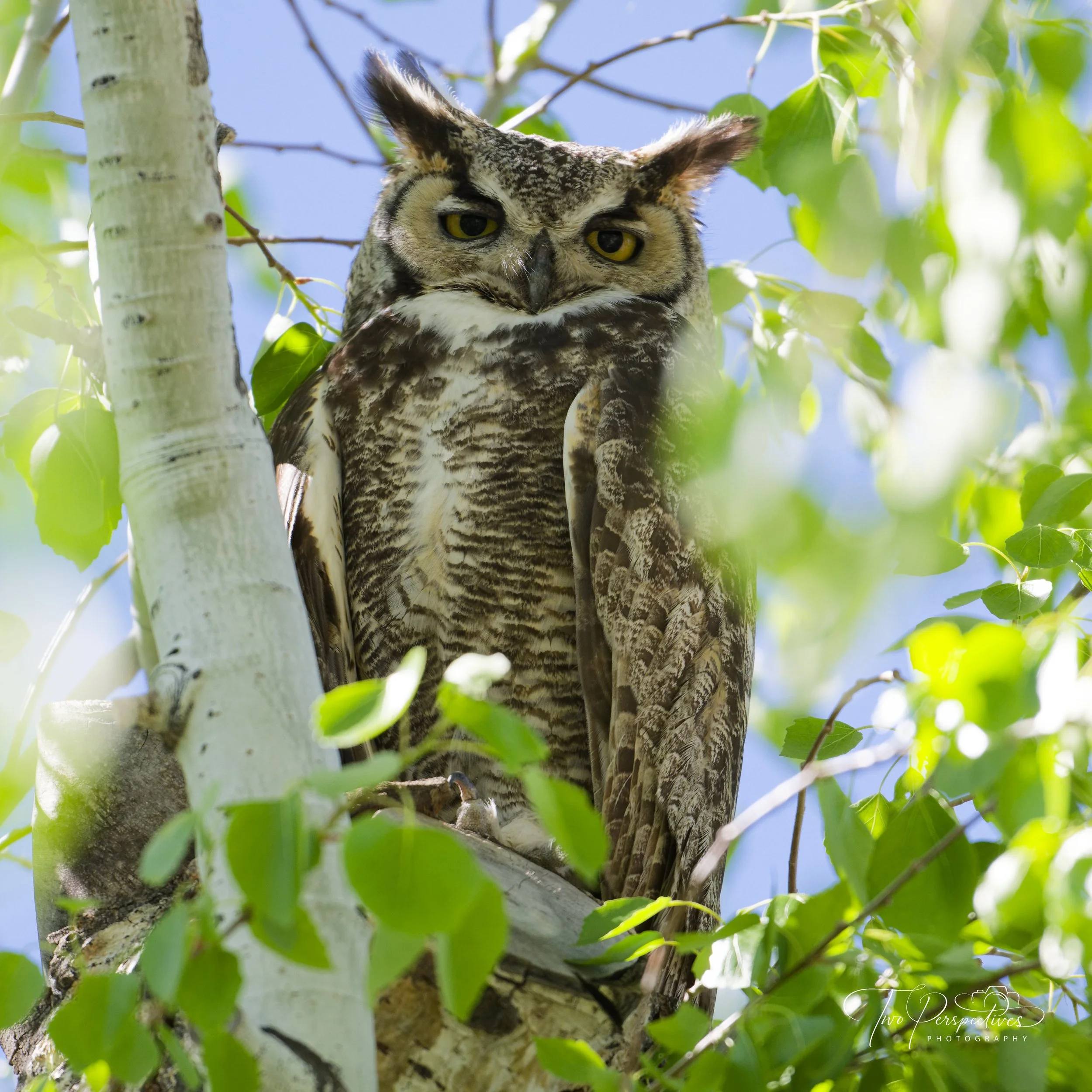 A Hidden Danger to Our Owls: Rethinking Rat Poison in the Desert