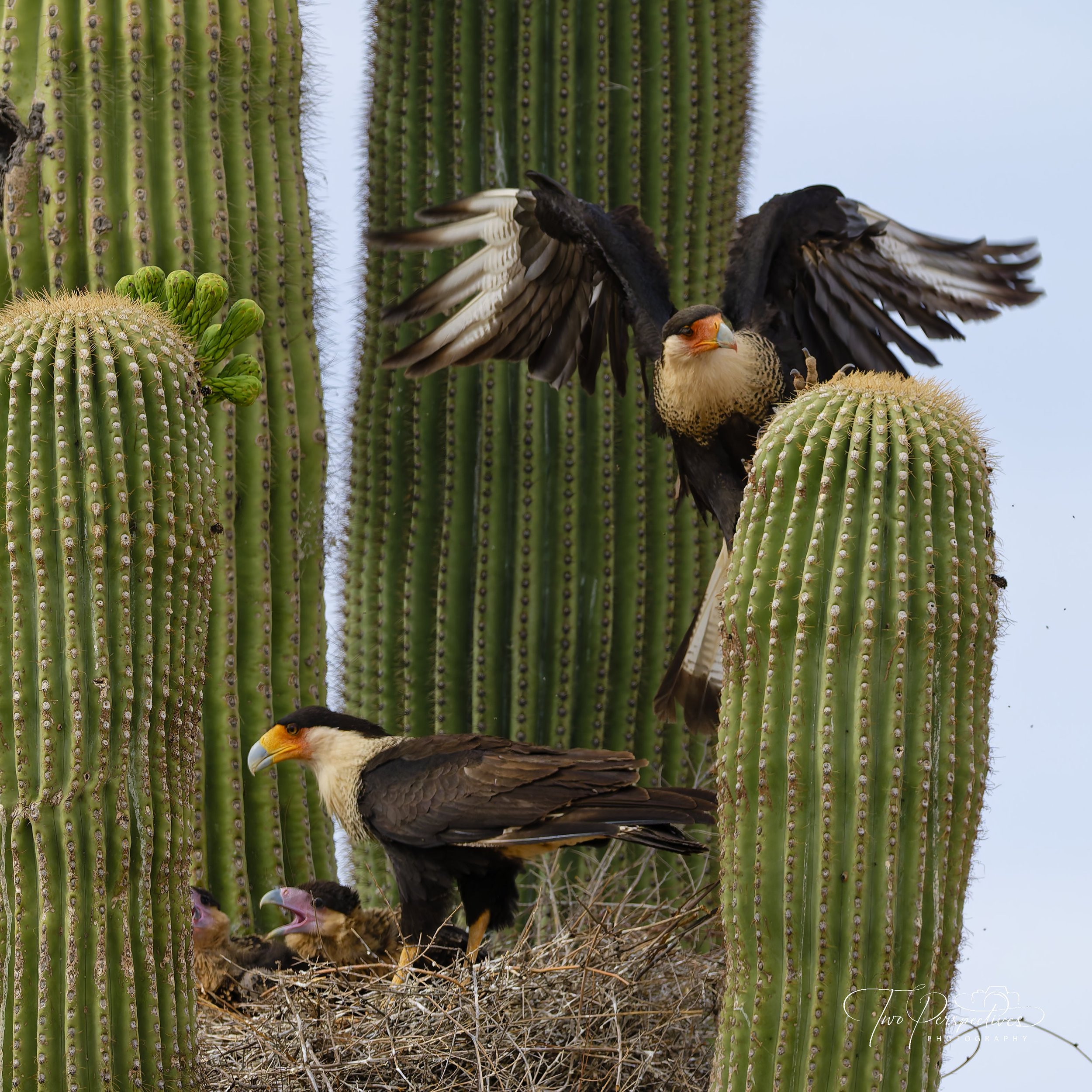 Crested Caracara