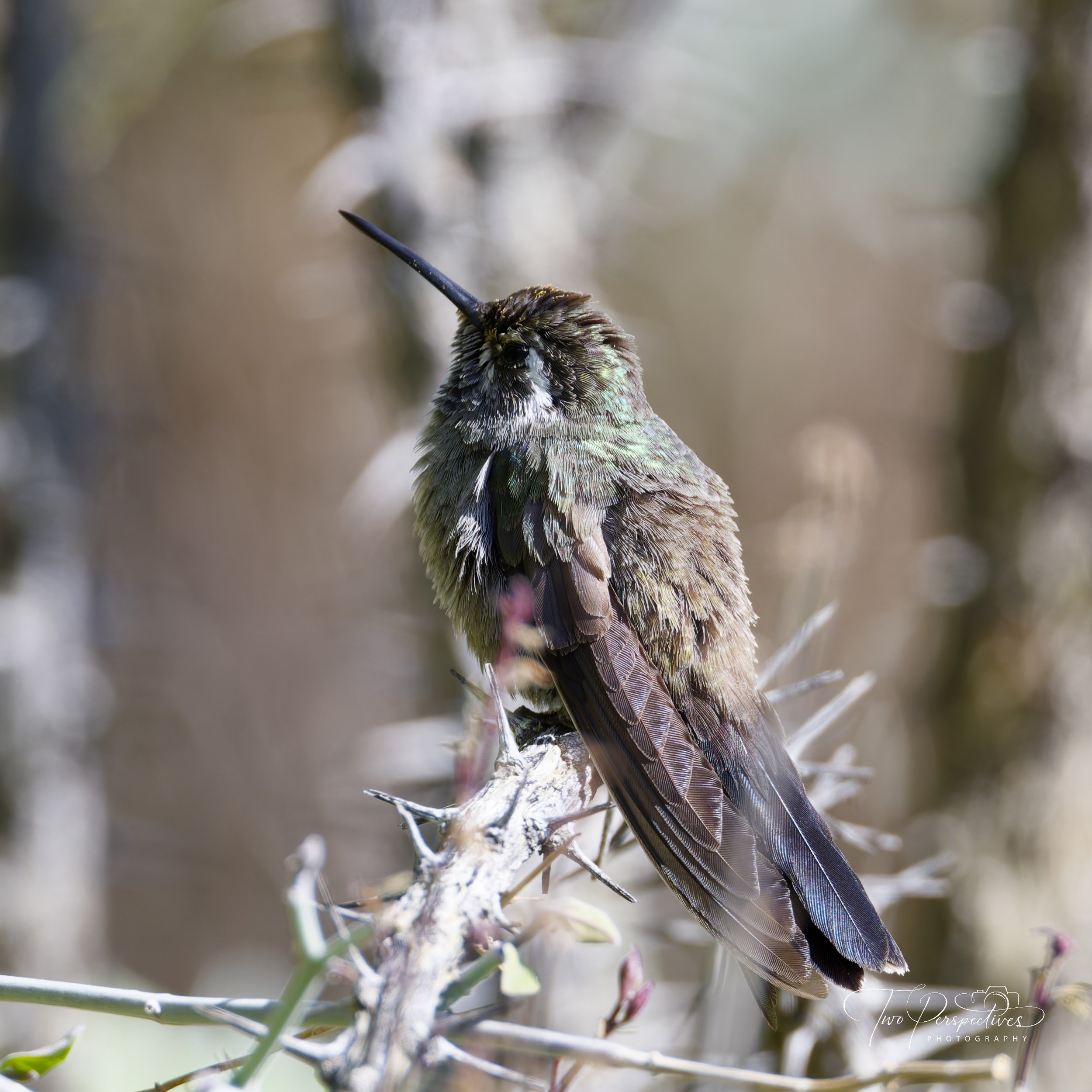 Blue-throated Mountain Gem