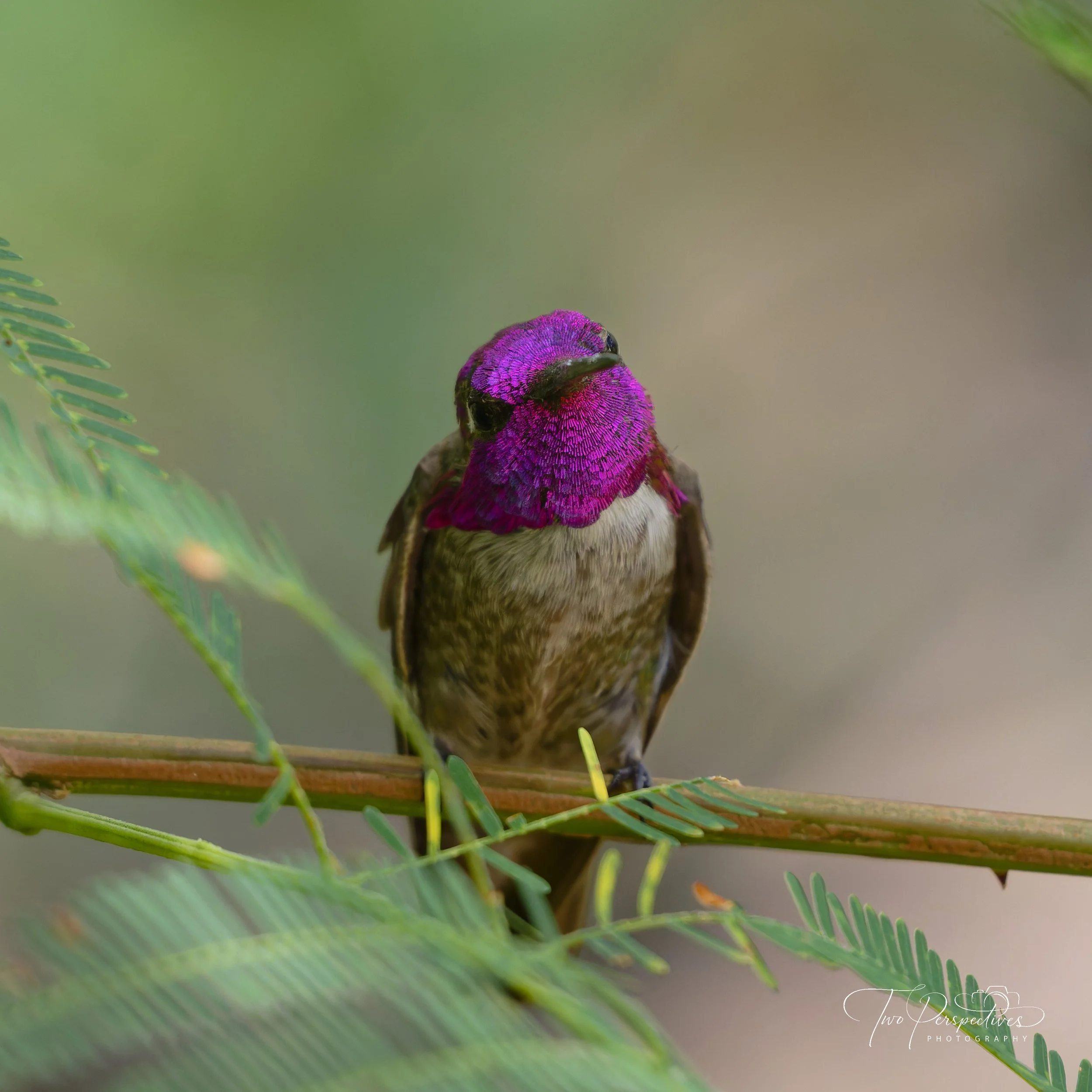 Anna's Hummingbird
