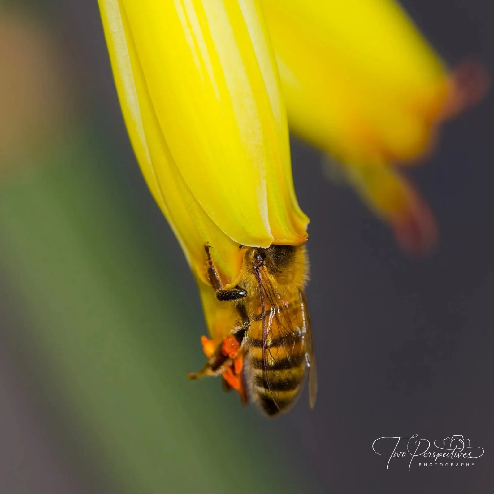 Western Honey Bee