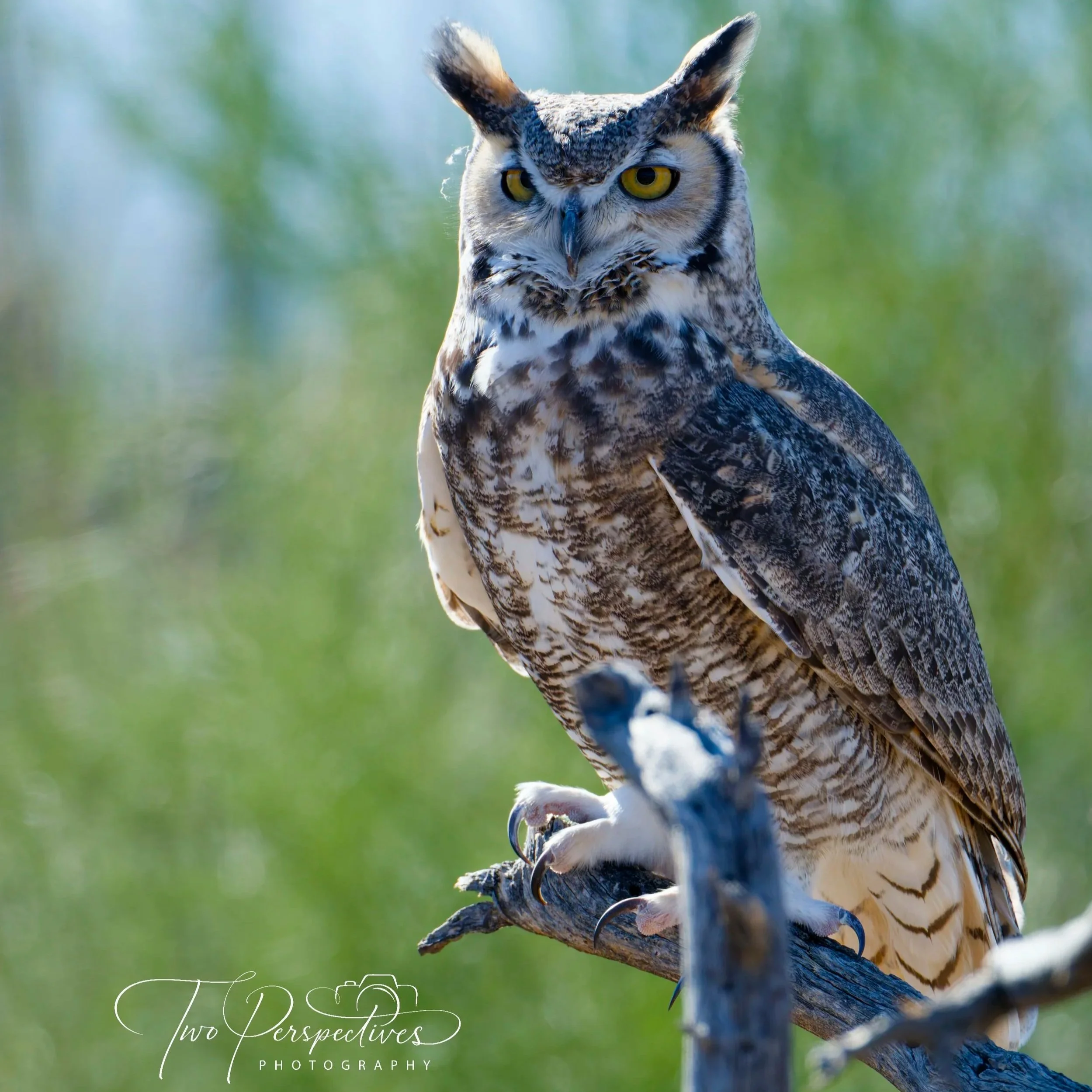 Great Horned Owl