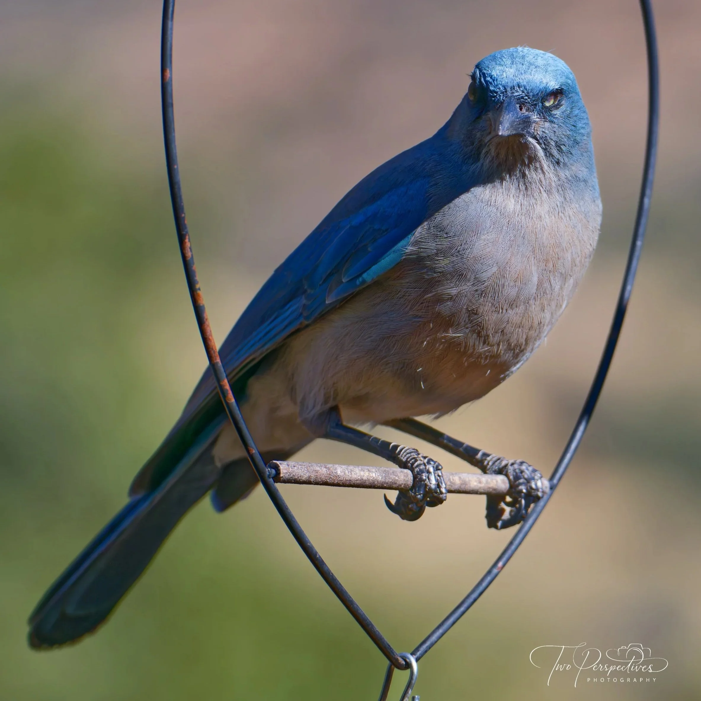 Mexican Jay