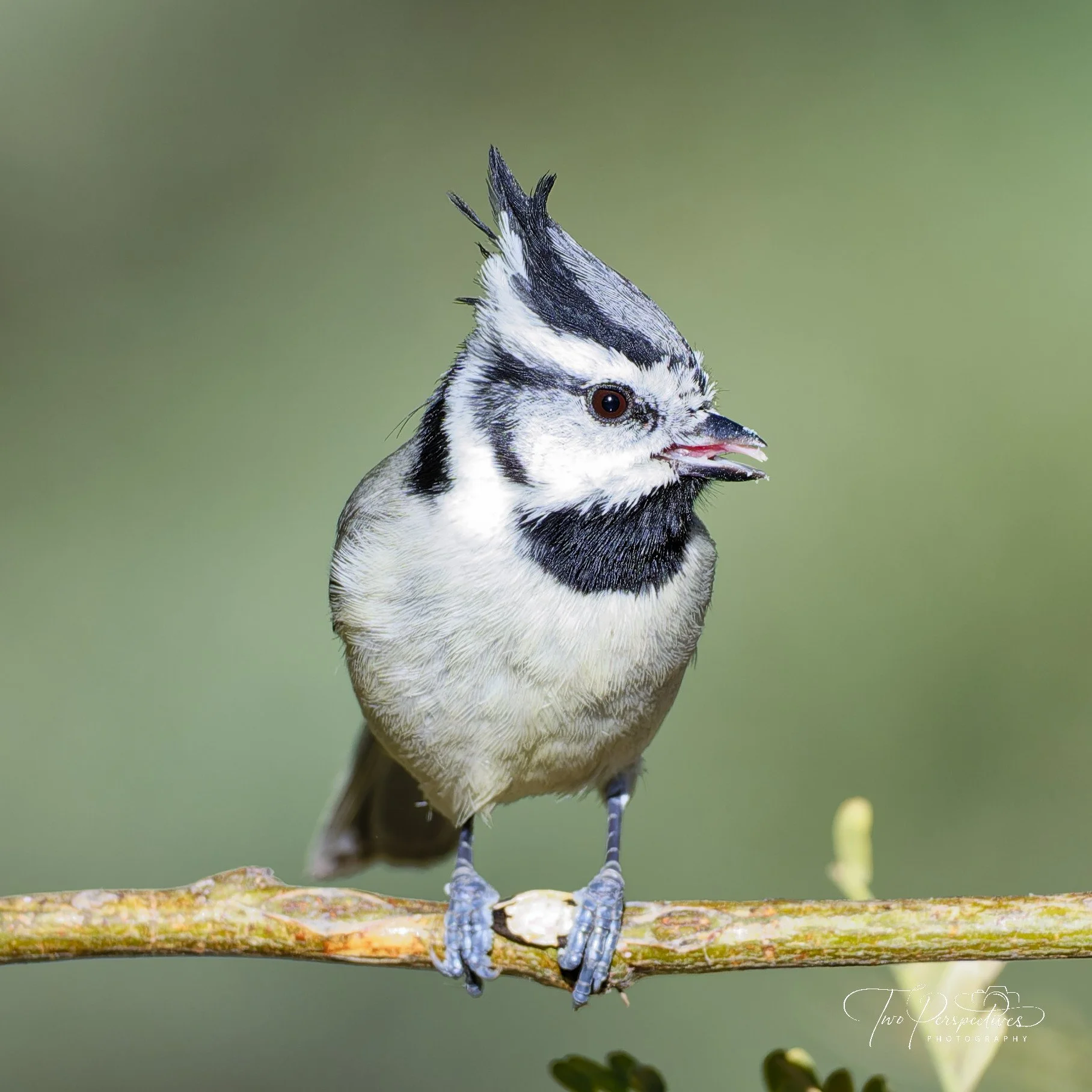 Bridled Titmouse