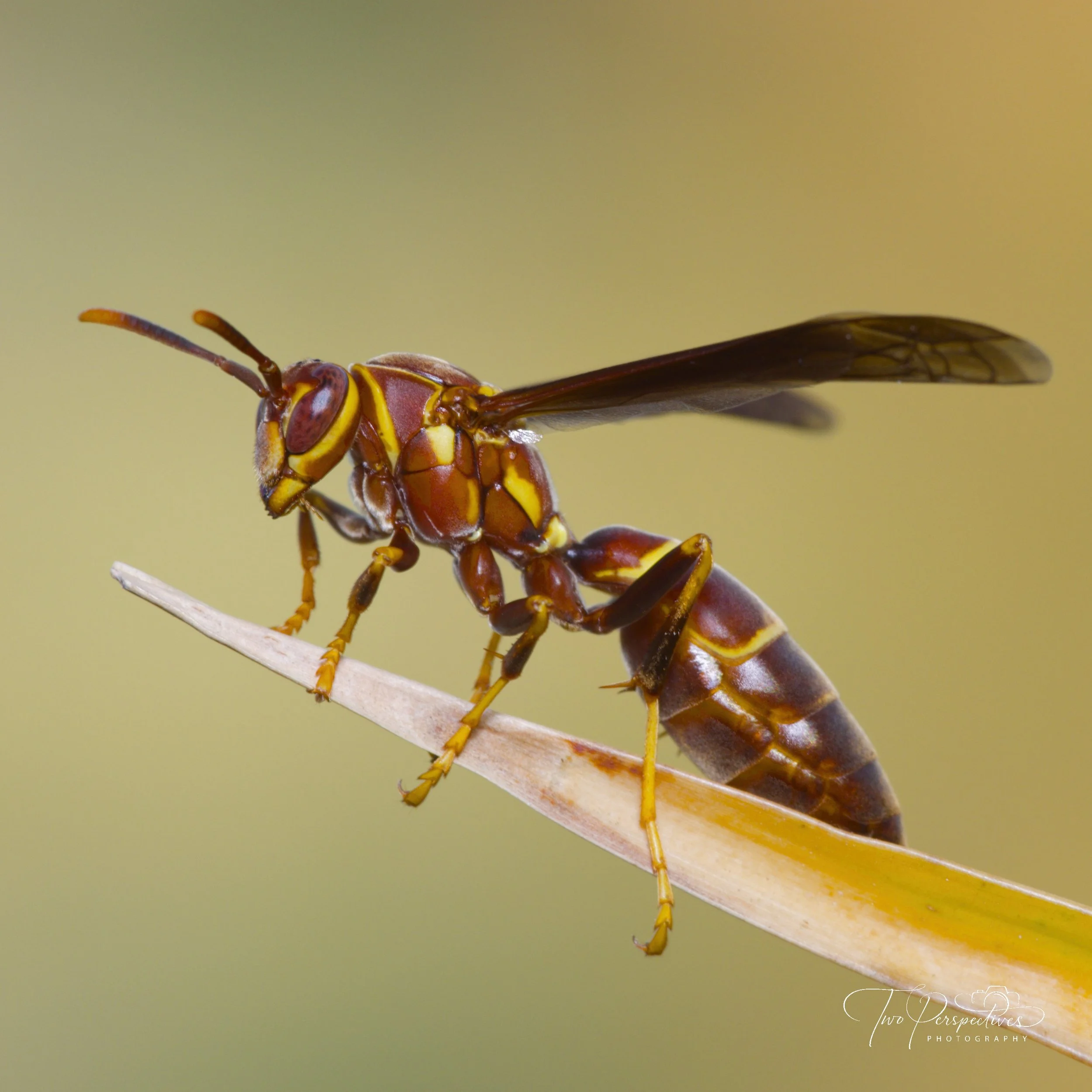 Paper Wasp