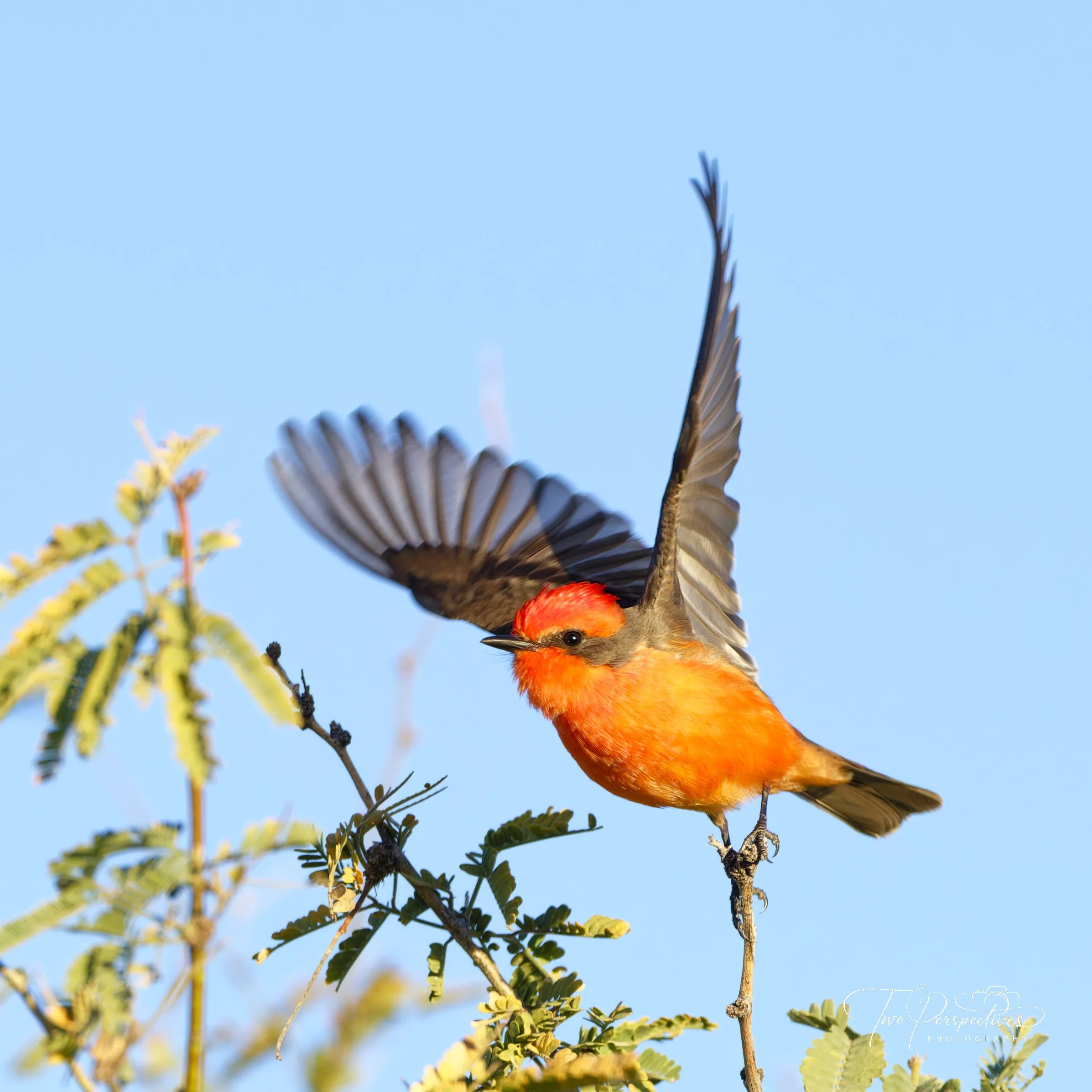 Vermilion Flycatcher