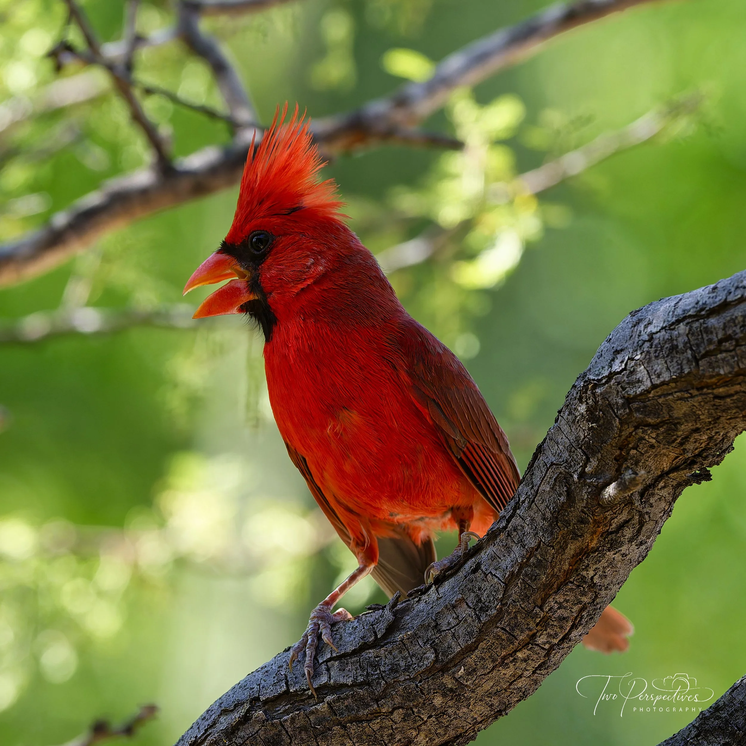 Cardinals