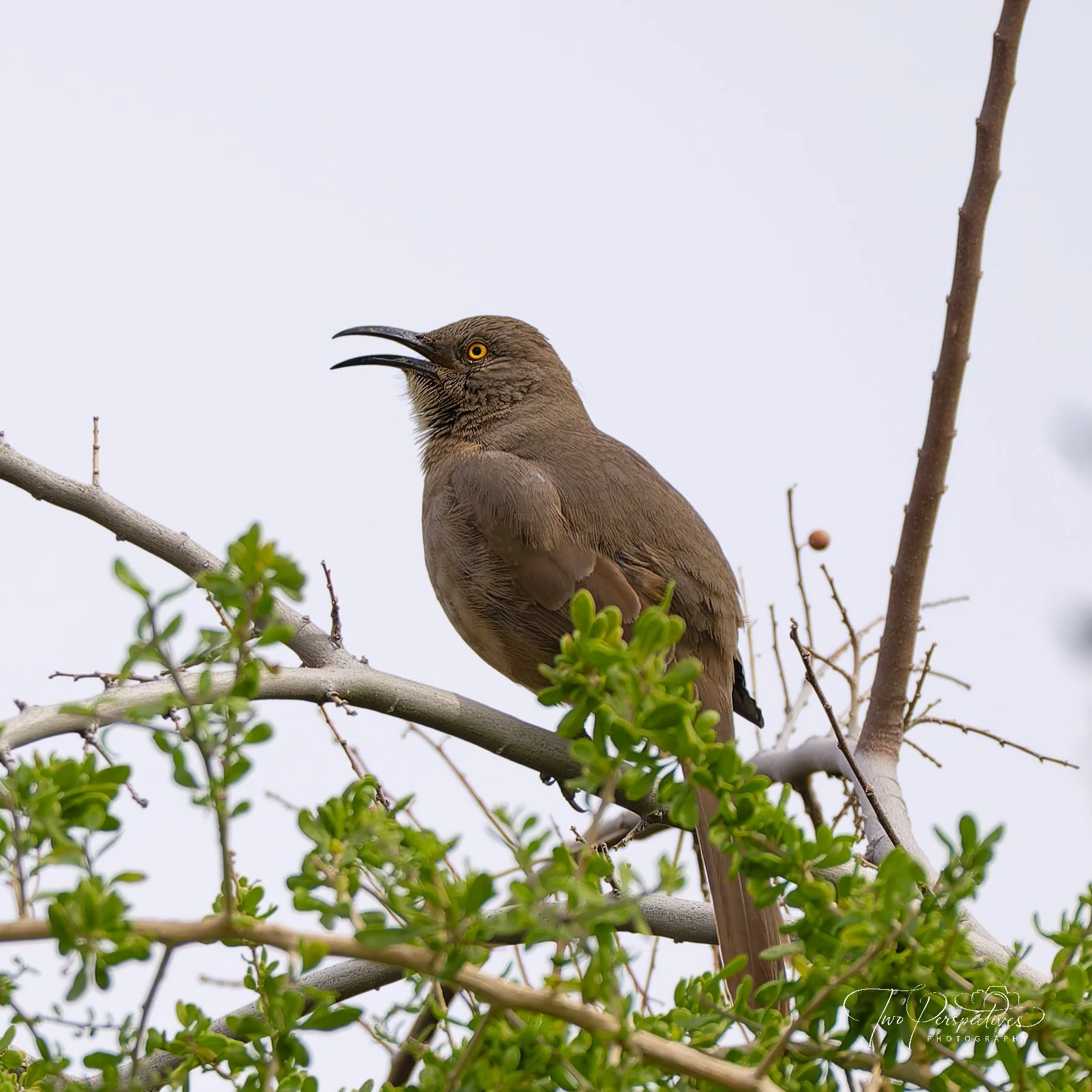 Curve-billed Thrasher