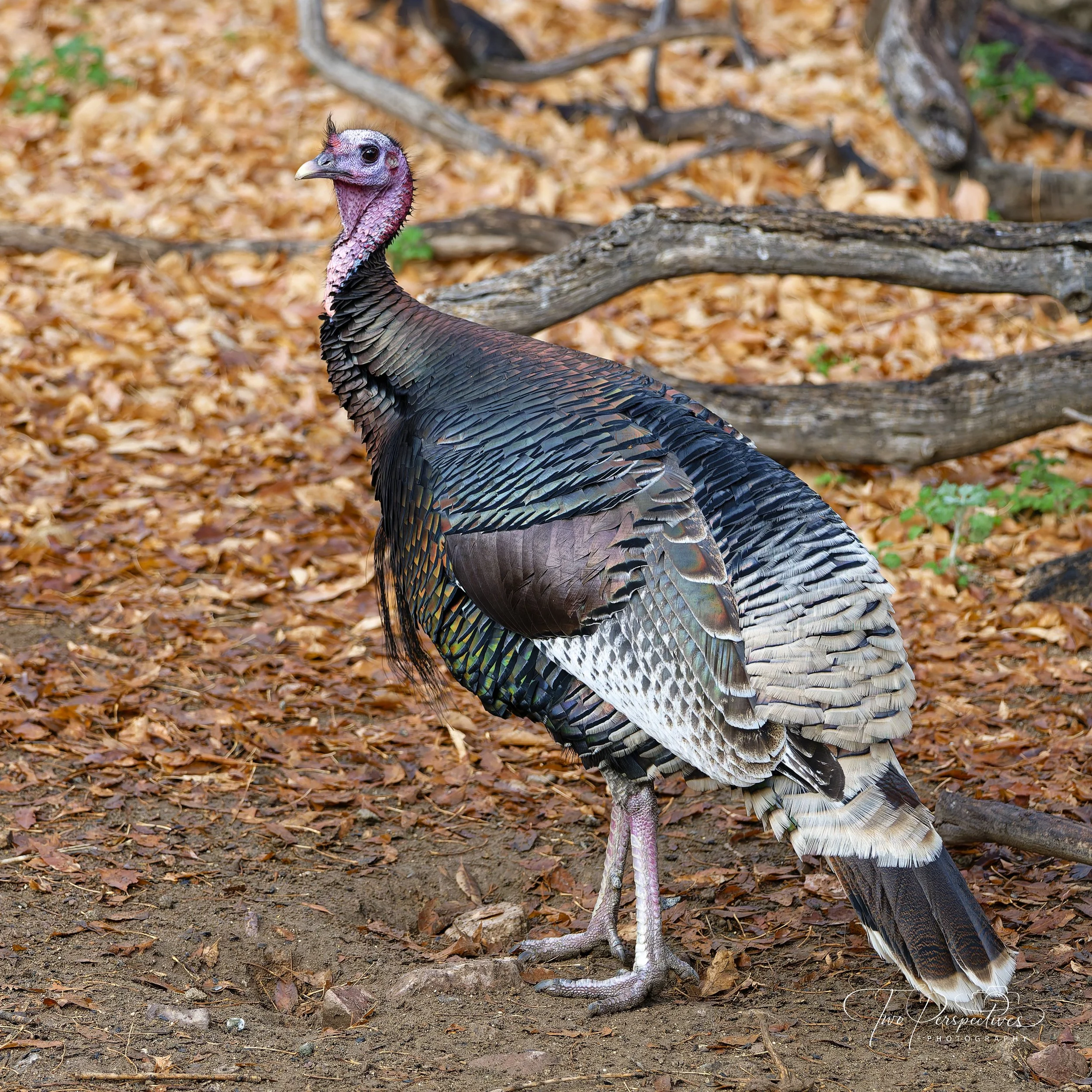 Wild Turkey