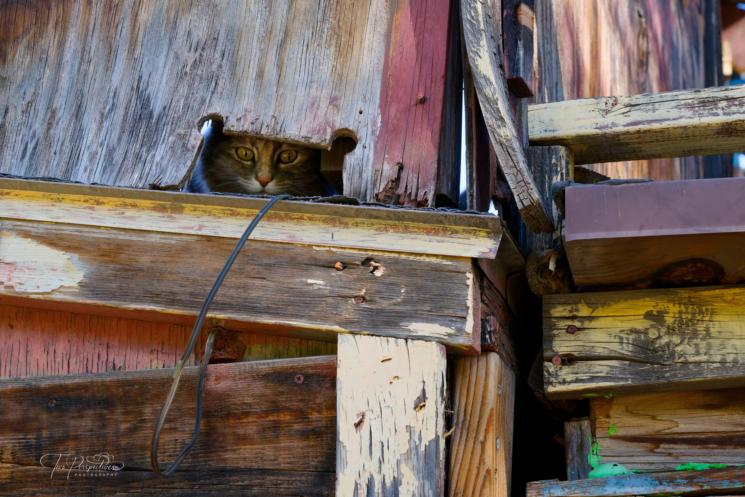 Trail Dust Town Cat.jpg