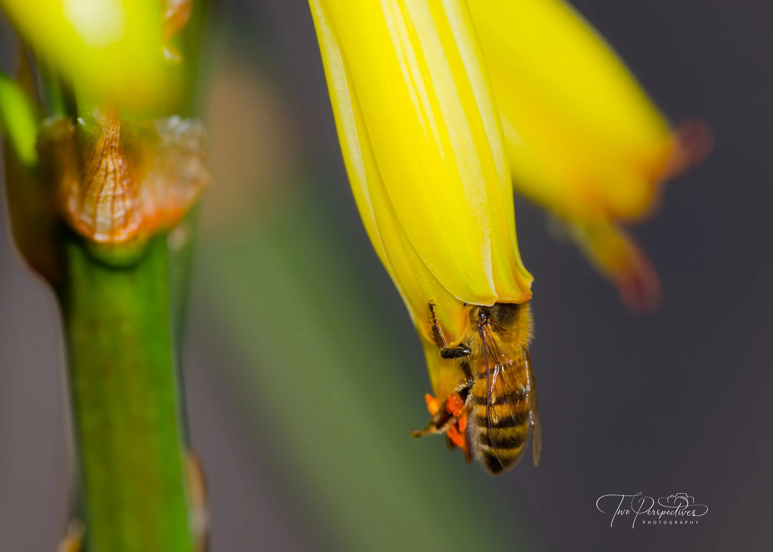 Western Honey Bee 2.jpg