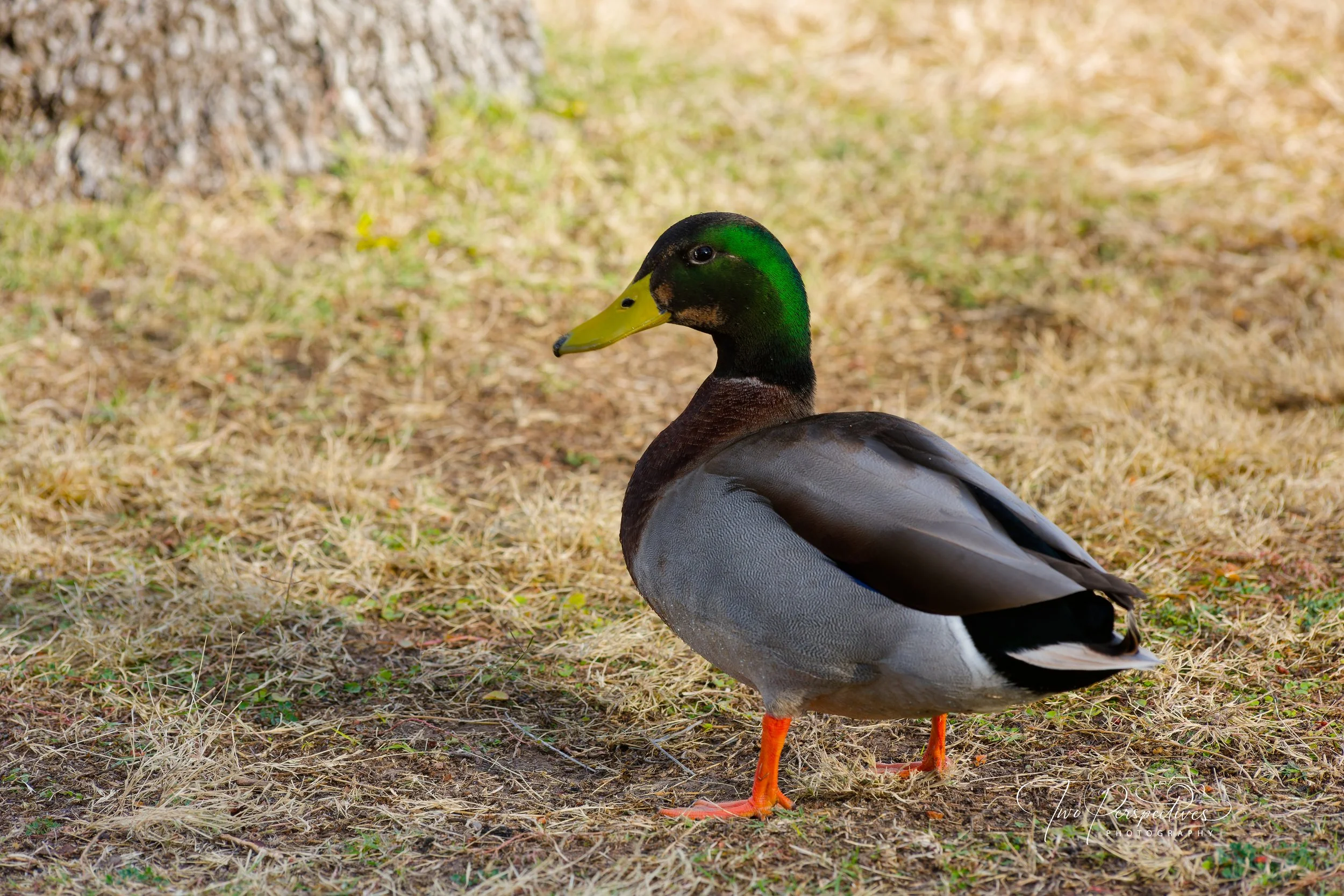 Male Mallard Duck 3.jpg