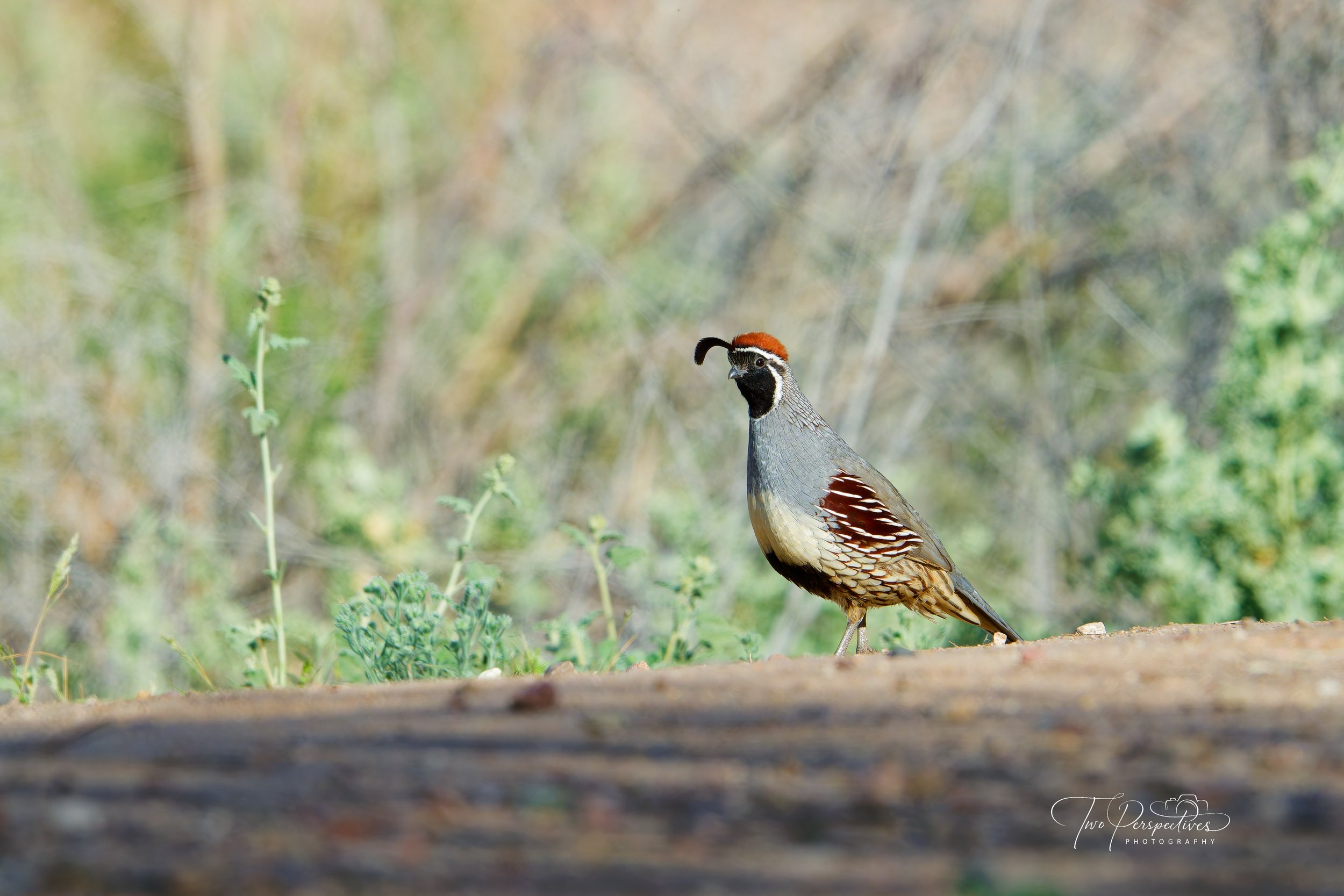 Male Gambel's Quail.jpg