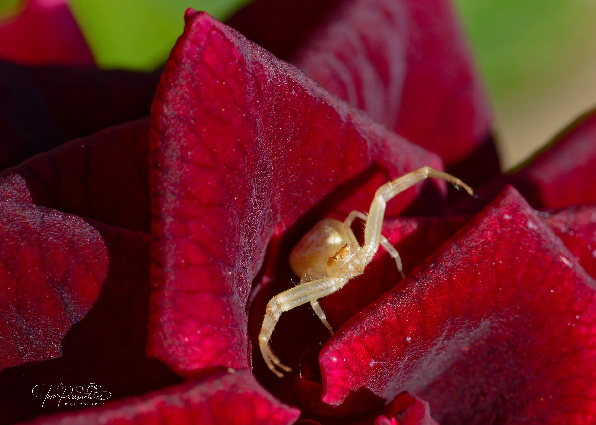 Crab Spider.jpg