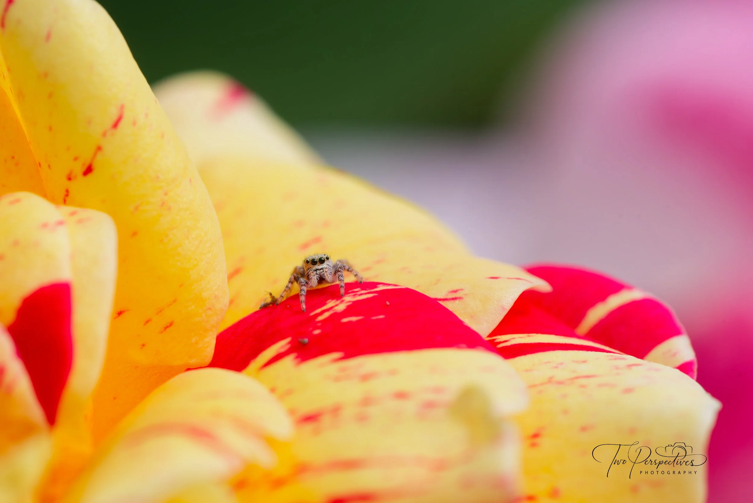 Jumping Spider 2.jpg