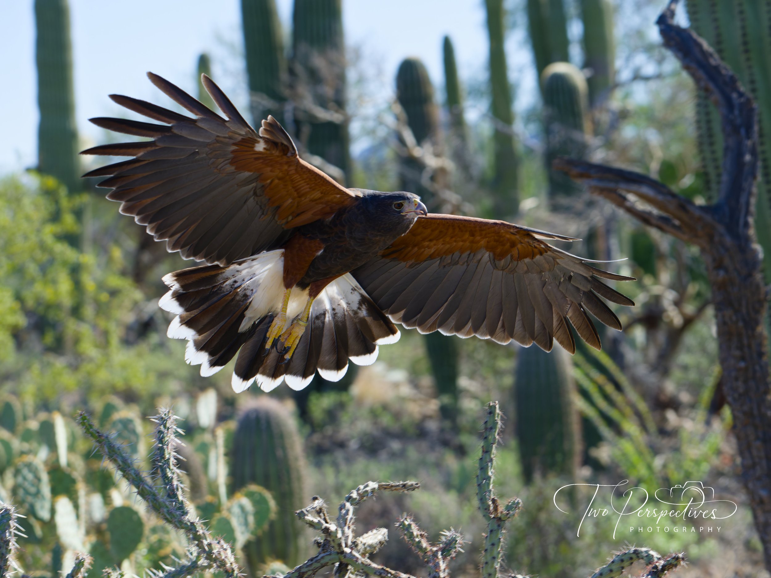 Harris's Hawk 2.jpg
