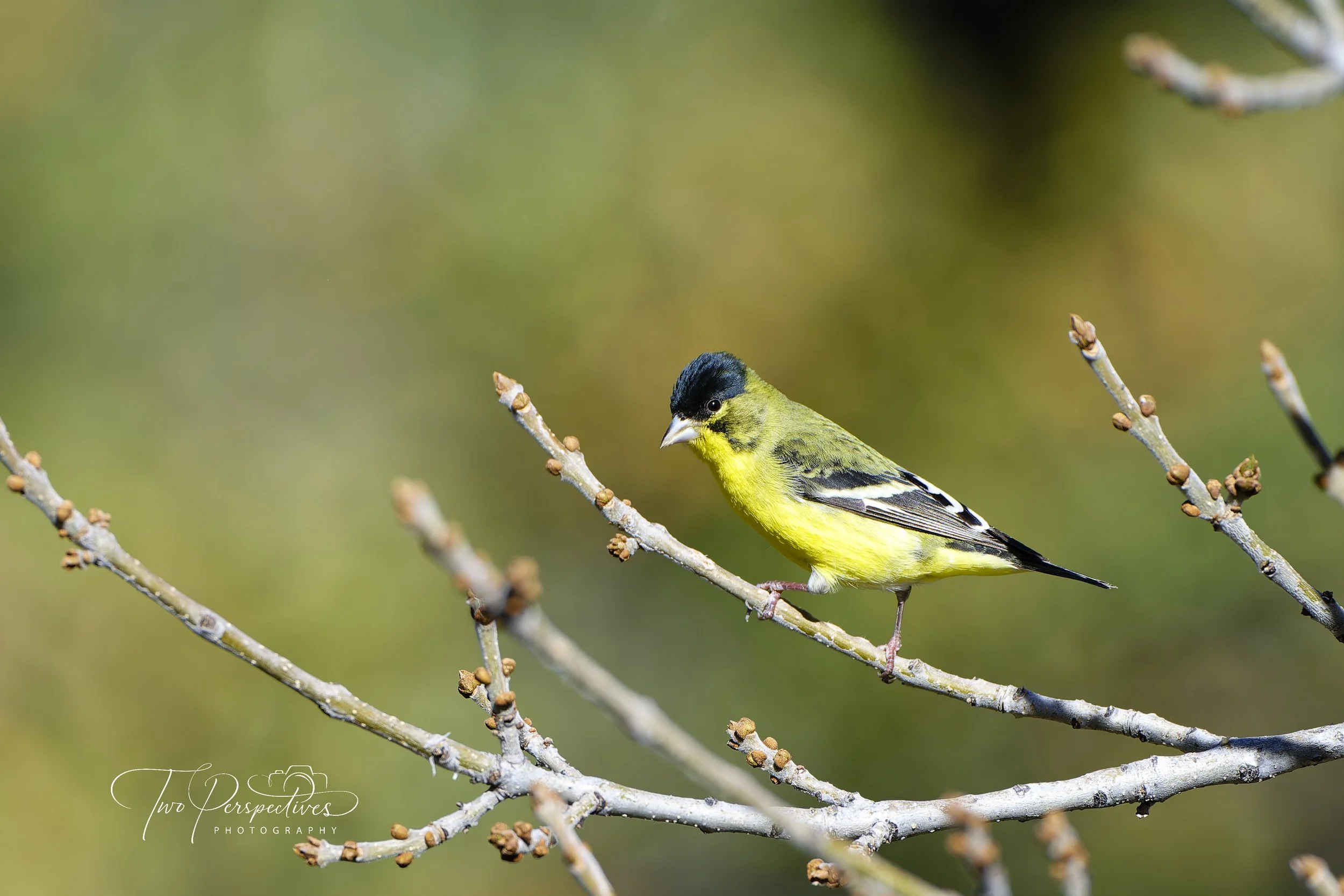 Male Lesser Goldfinch.jpg