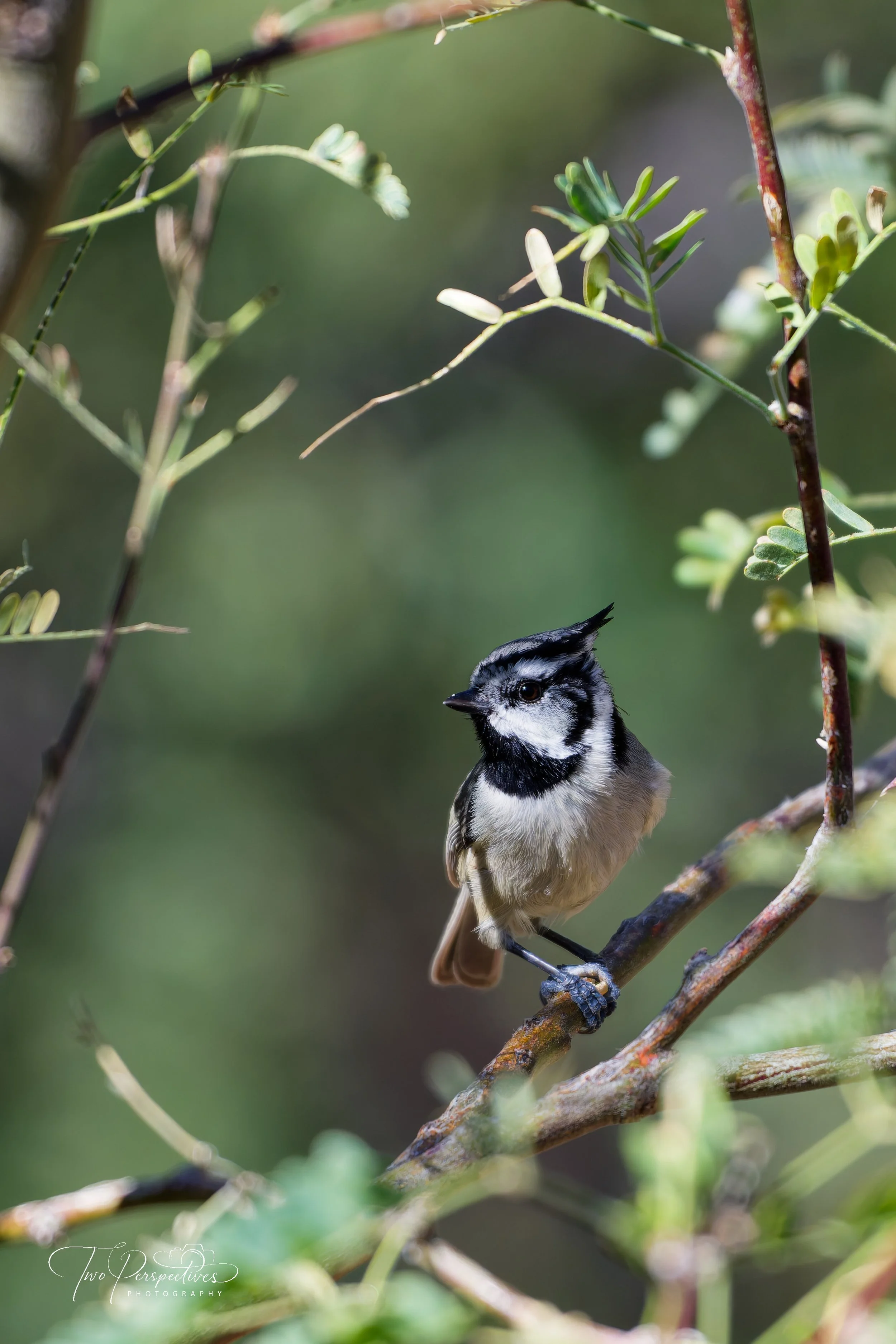 Bridled Titmouse.jpg