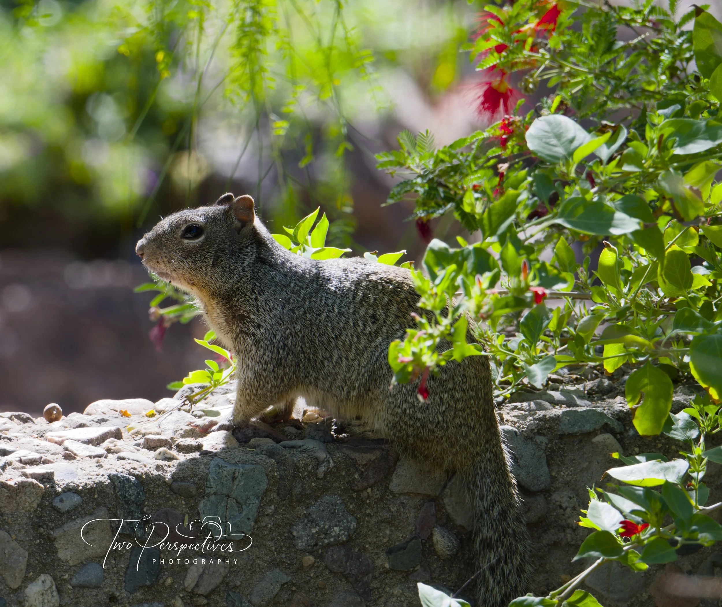 Rock squirrel 4.jpg