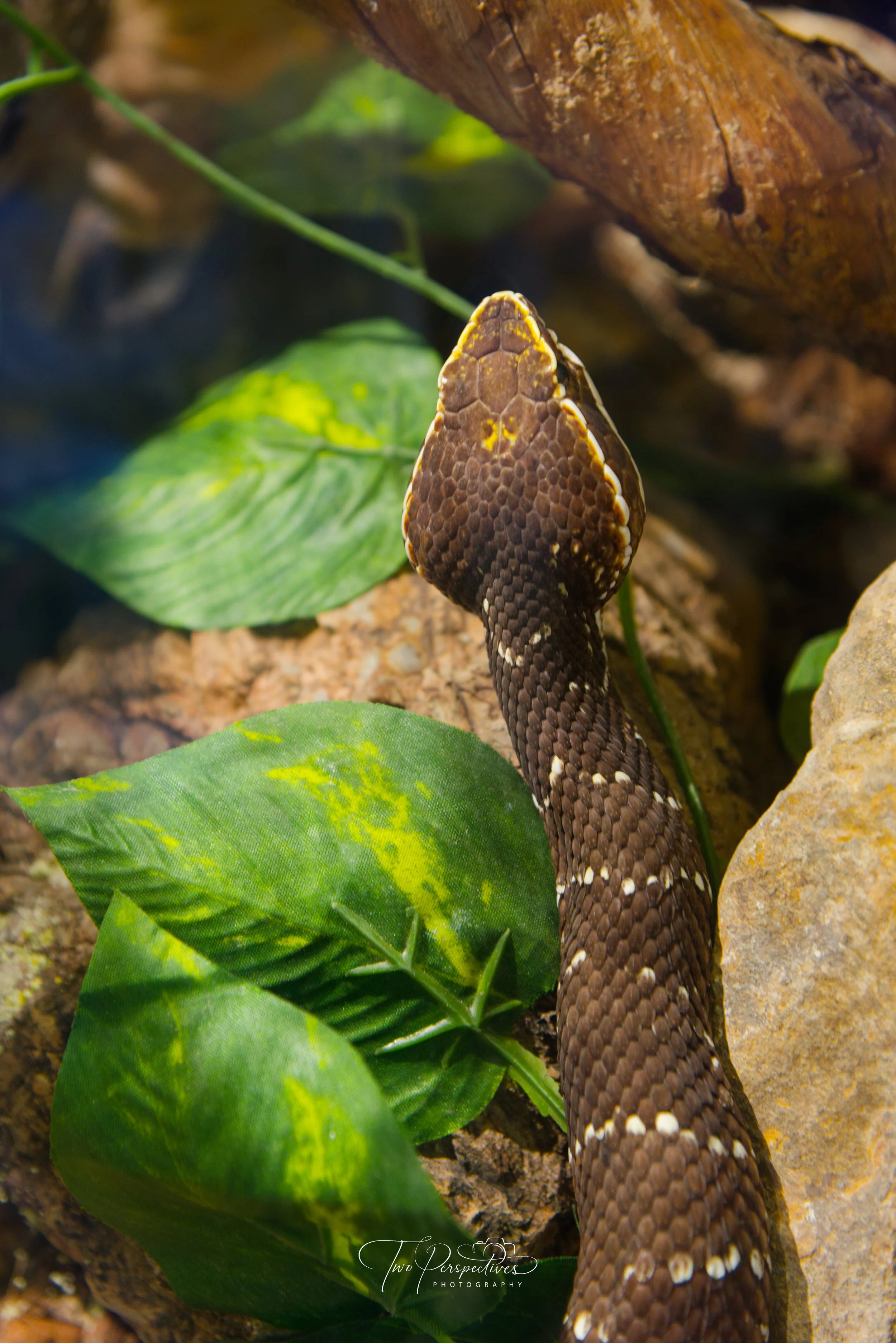 Sonoran cantil Snake.jpg